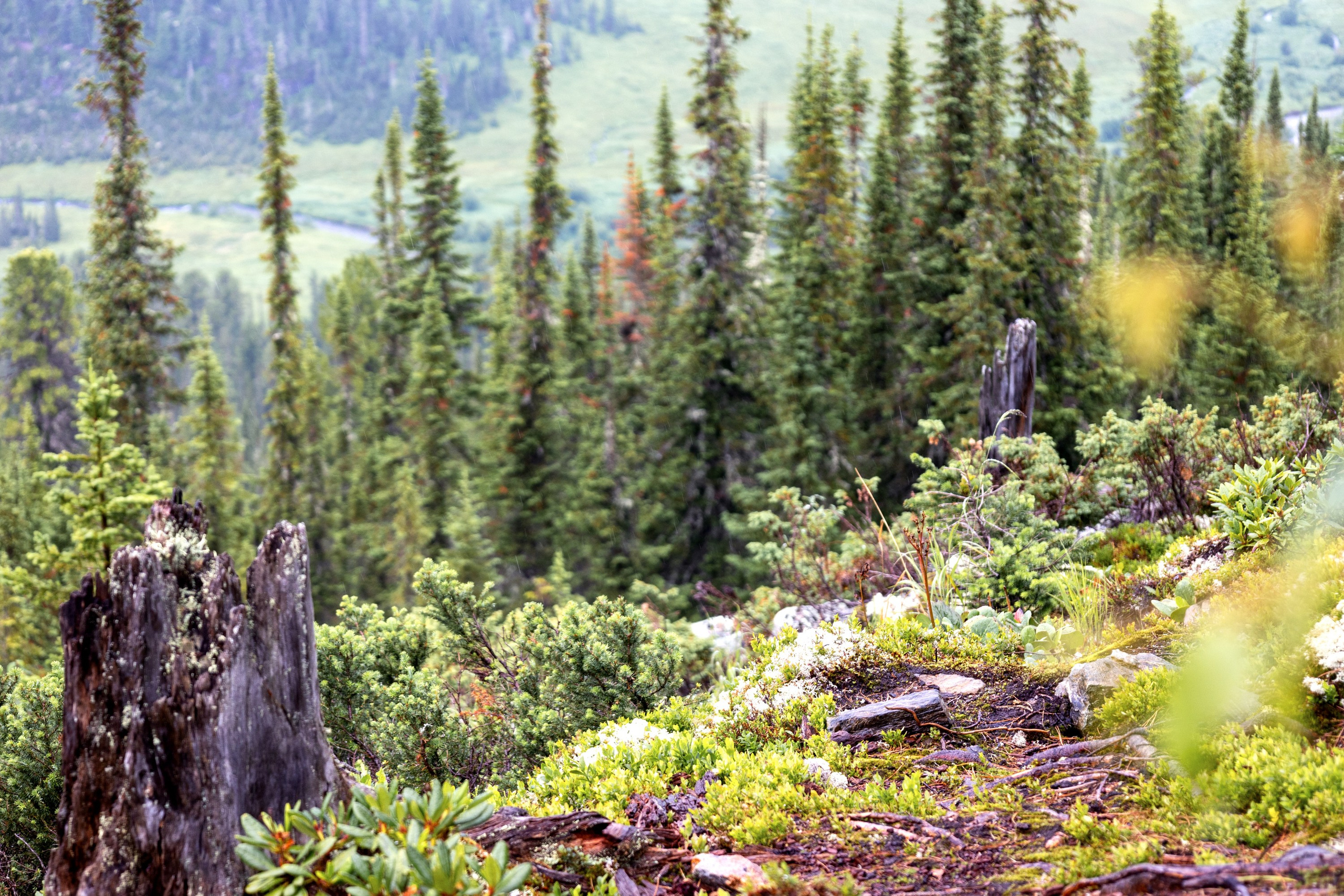 Ергаки. Семейный и детский фотограф в Красноярске, Дивногорцева Светлана
