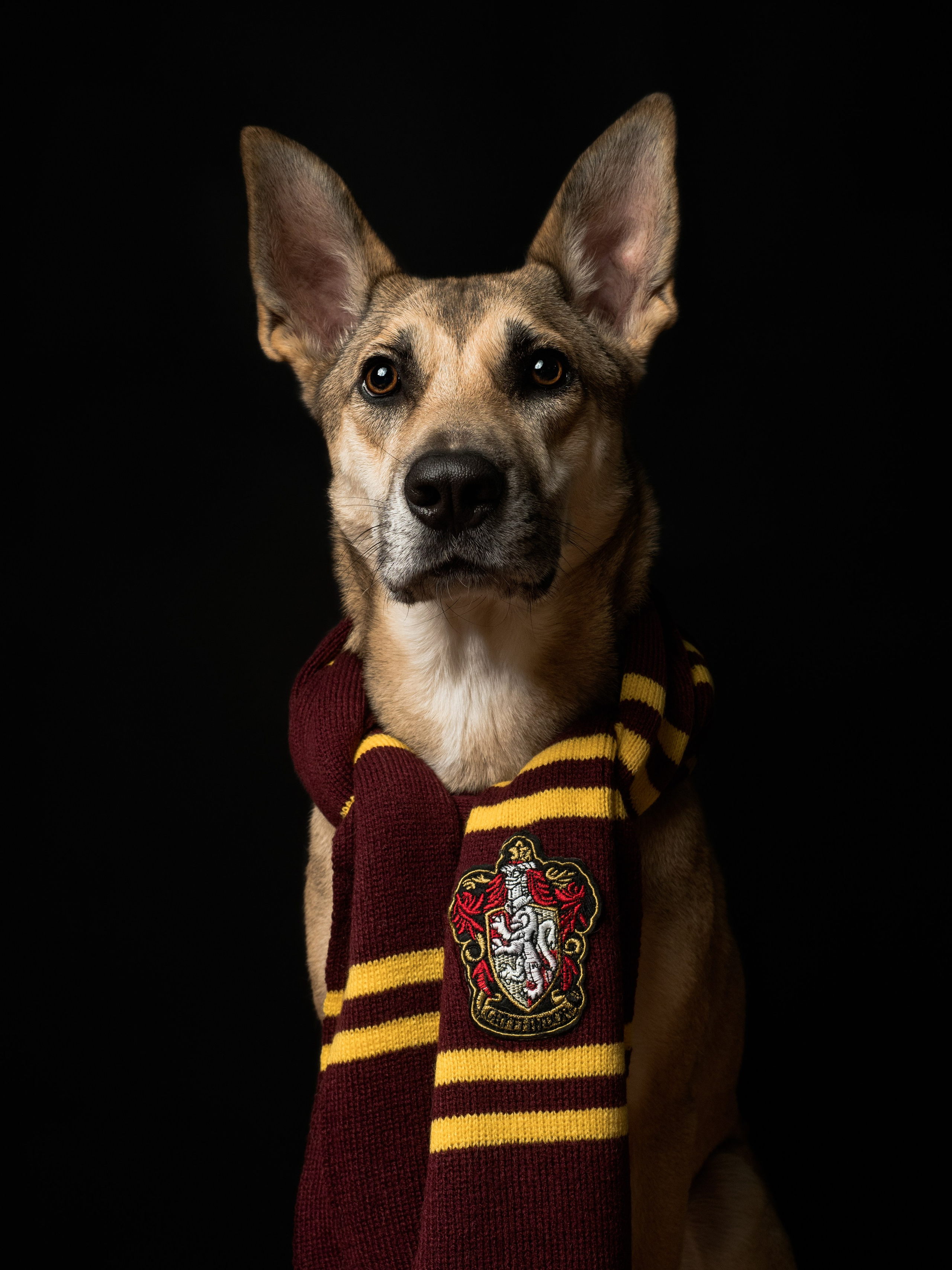 Домашняя съёмка. Фотограф животных и людей в Санкт-Петербурге Дарья Быстрицкая