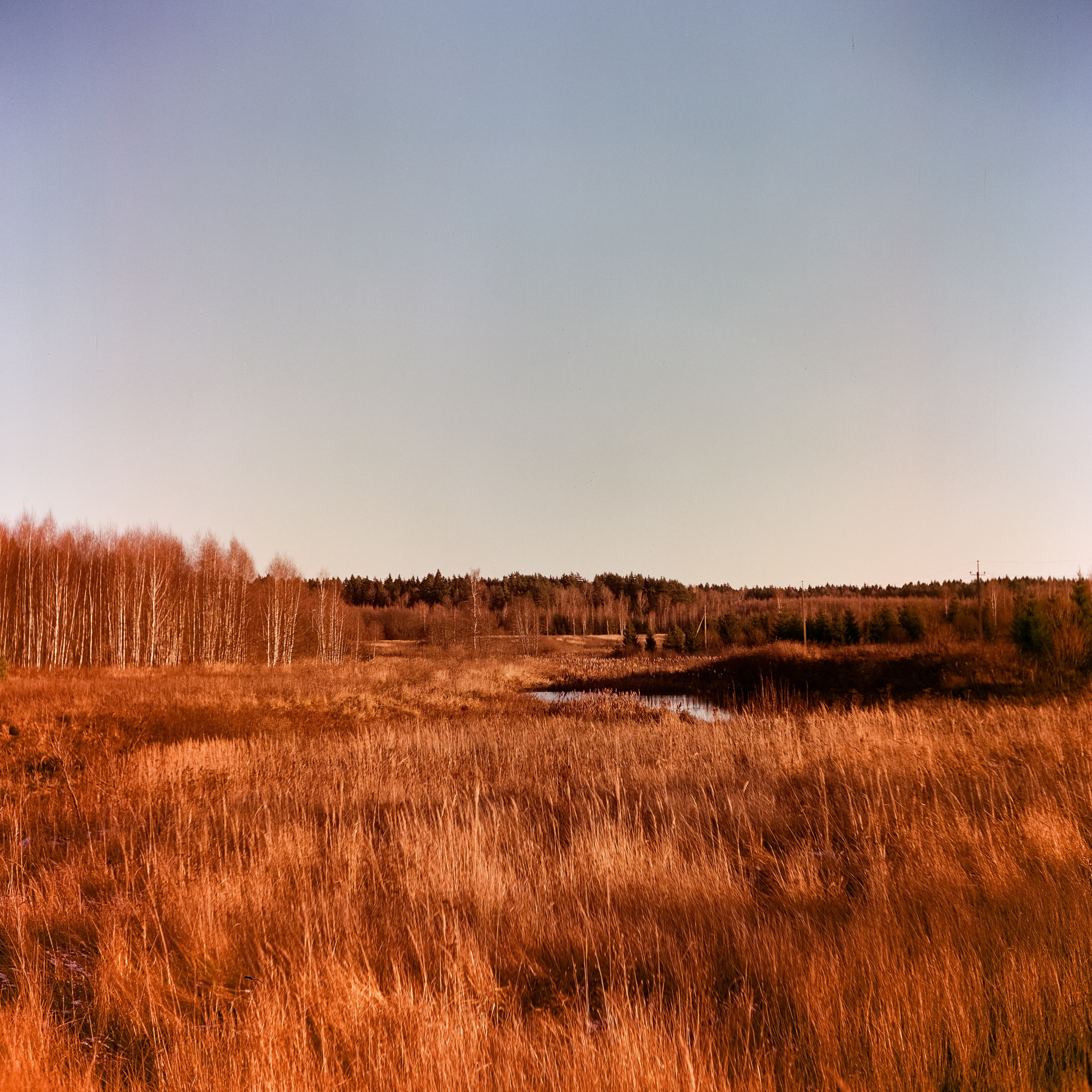 Yashica 635 / Aeronega 100 (Kodak Aerocolor IV) / ноябрь 2024 Лукино