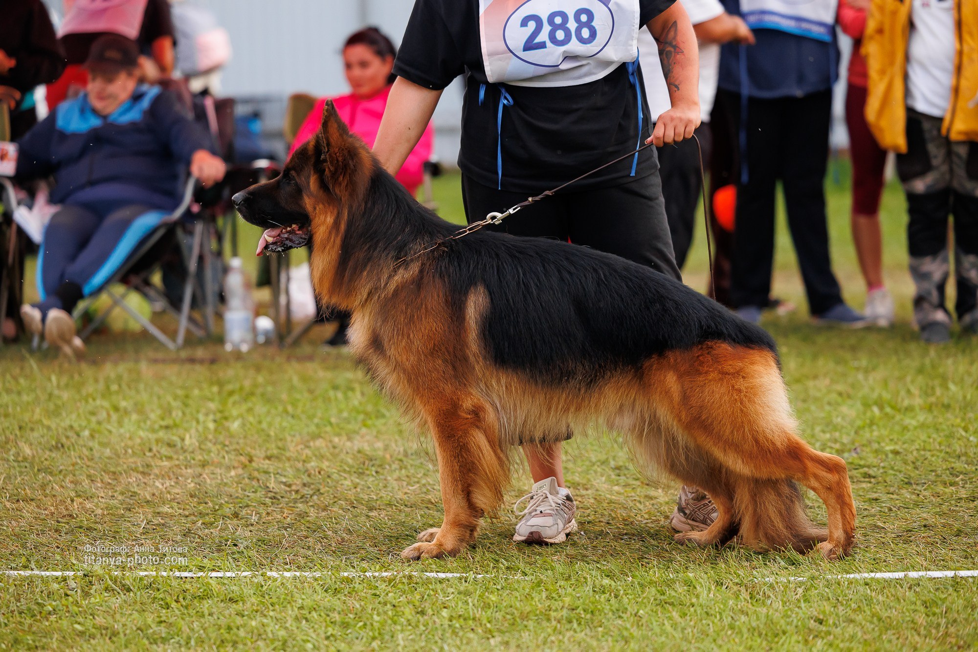 Немецкие овчарки: фото из рингов и вне ринга, мутпроба (фотографии с выставок). Фотограф собак, фотограф-анималист Аня Титова (Titanya). Москва