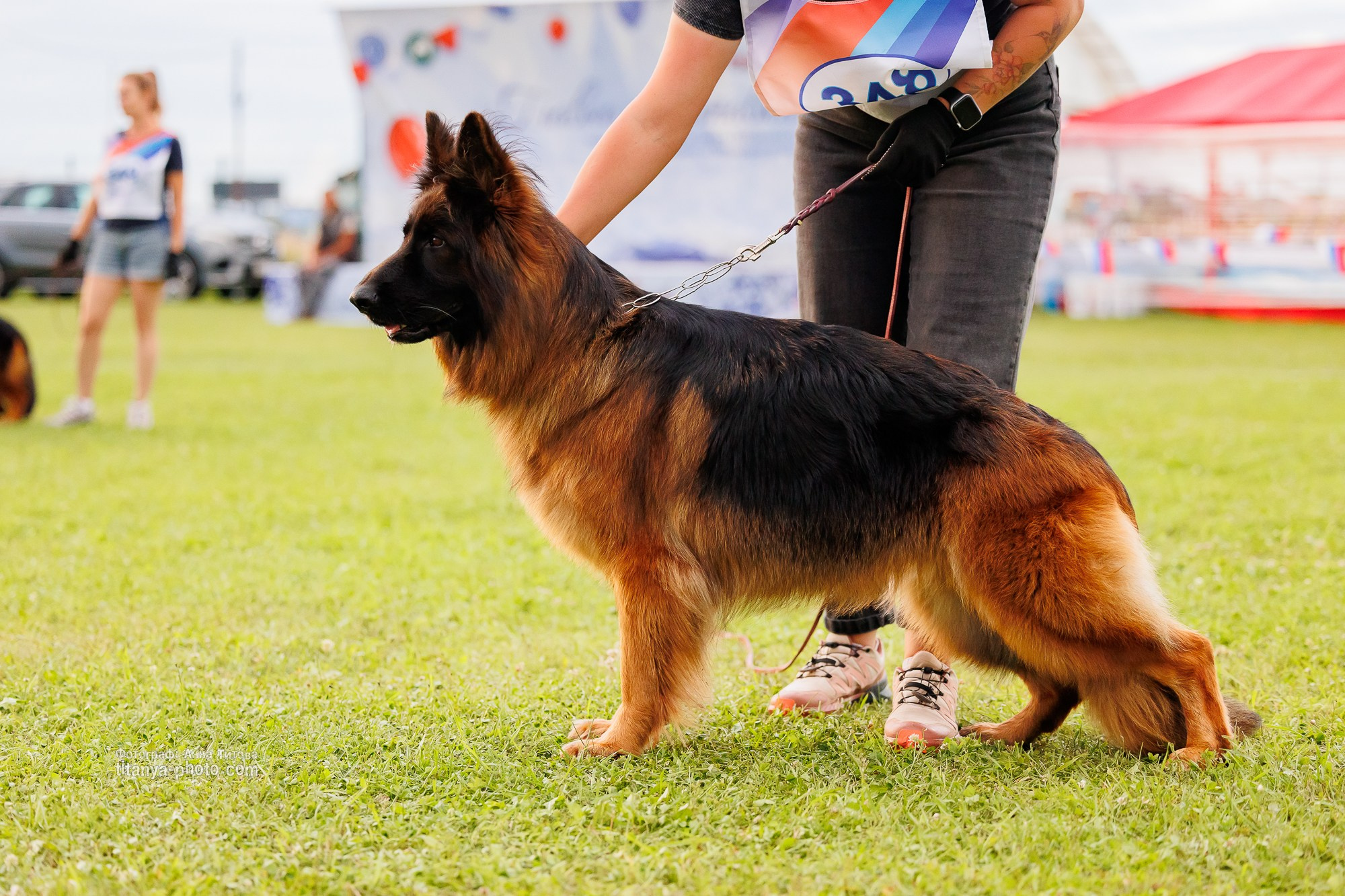 Немецкие овчарки: фото из рингов и вне ринга, мутпроба (фотографии с выставок). Фотограф собак, фотограф-анималист Аня Титова (Titanya). Москва