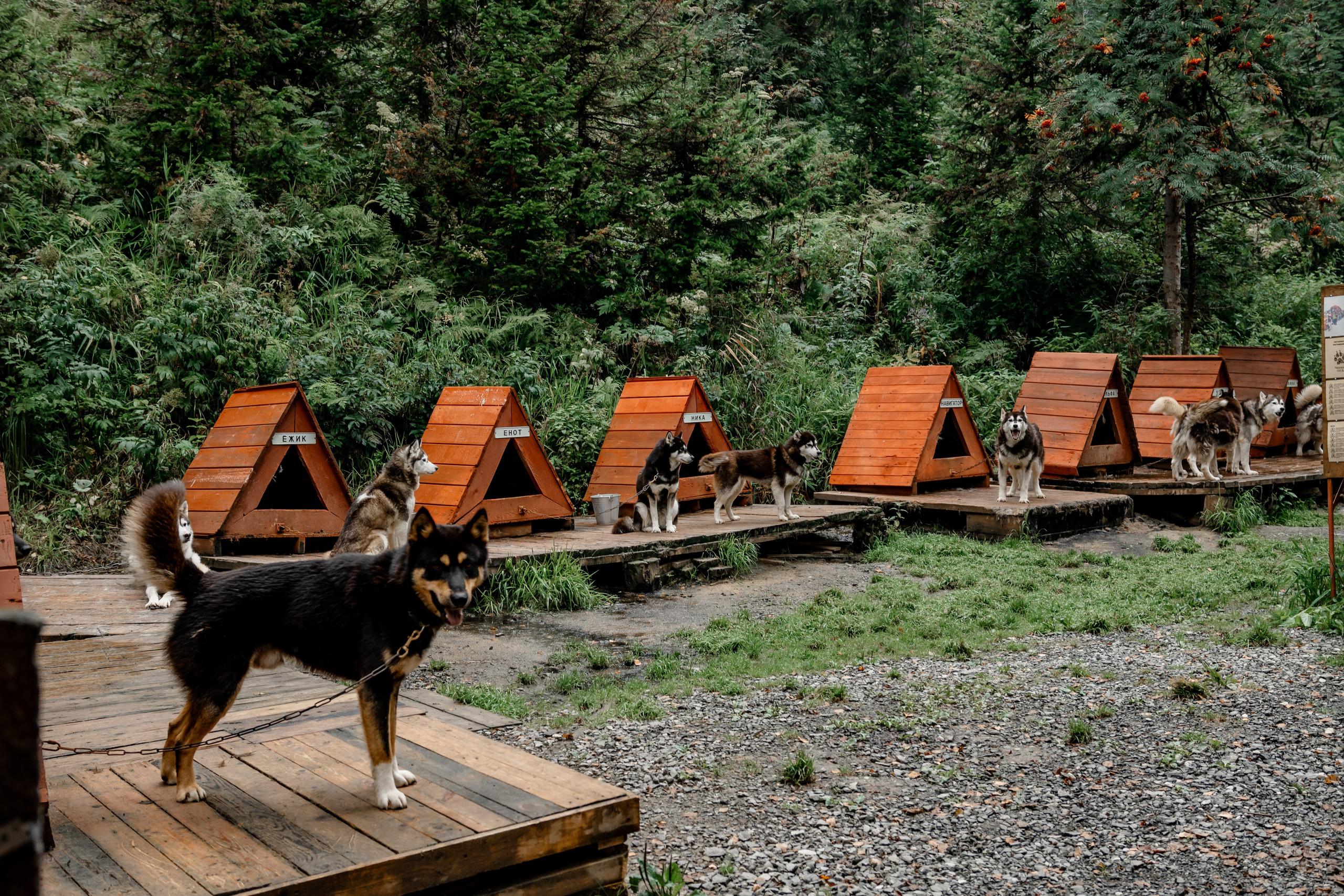 Дог-треккинг