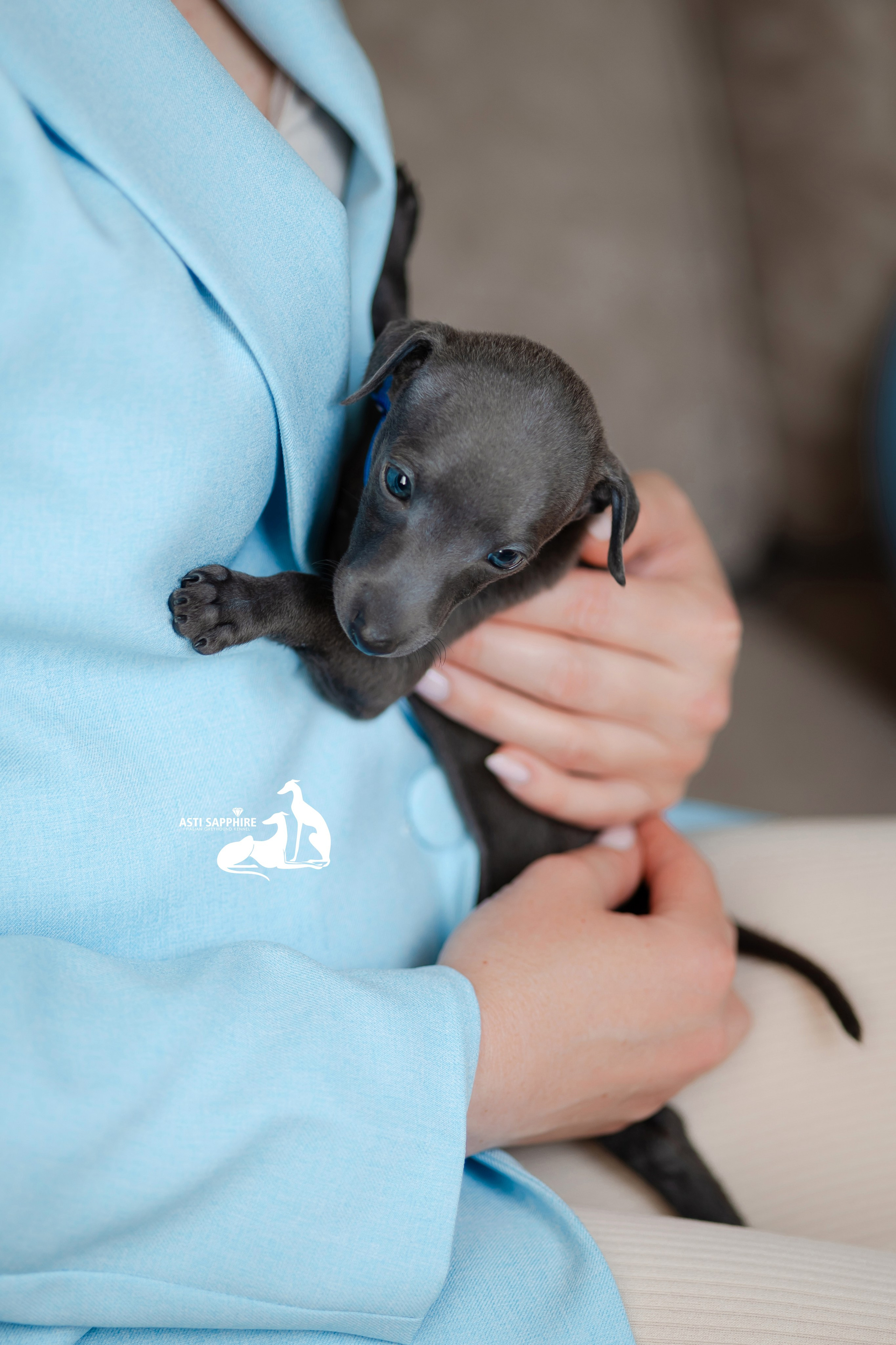 Весенние крошки. Professional Italian Greyhound Kennel RKF/FCI ASTI SAPPHIRE 💎 Sochi|St. Petersburg