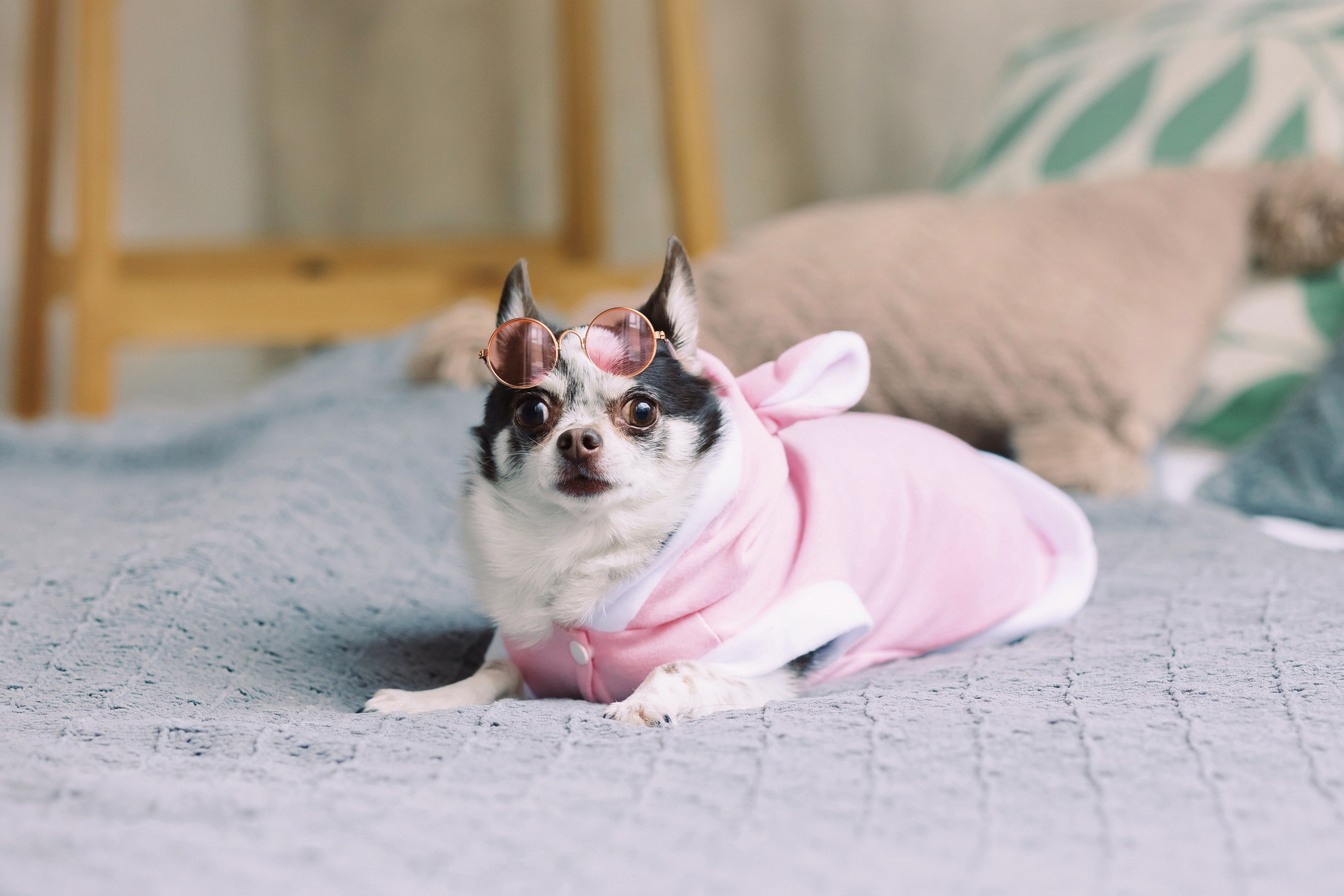 Магазин Friend of mine. Фотограф-анималист Елена Радченко, Москва