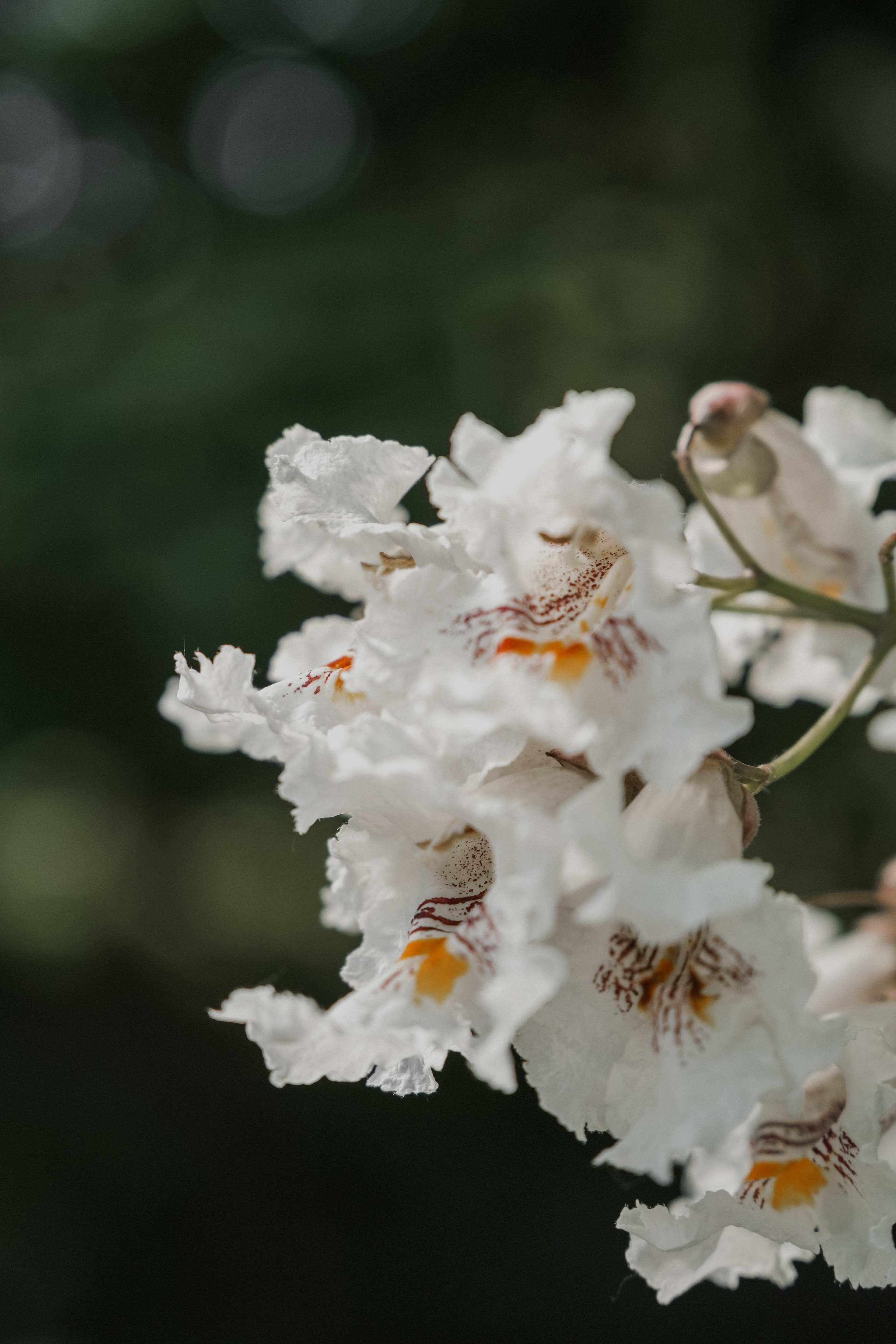 Виталий и Надежда. Свадебный и семейный фотограф в Волгограде