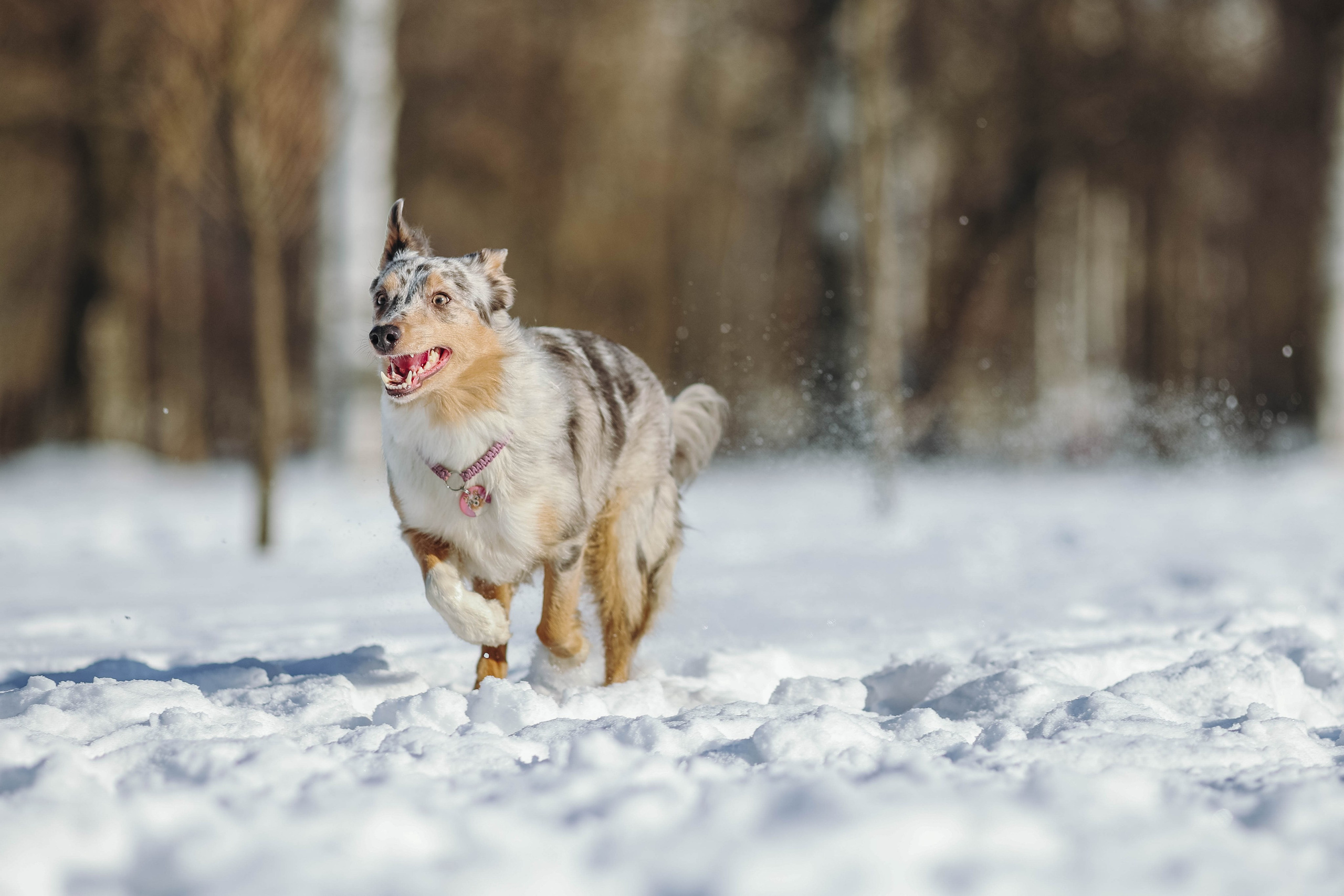 На природе. Фотограф- анималист Санкт-Петербург