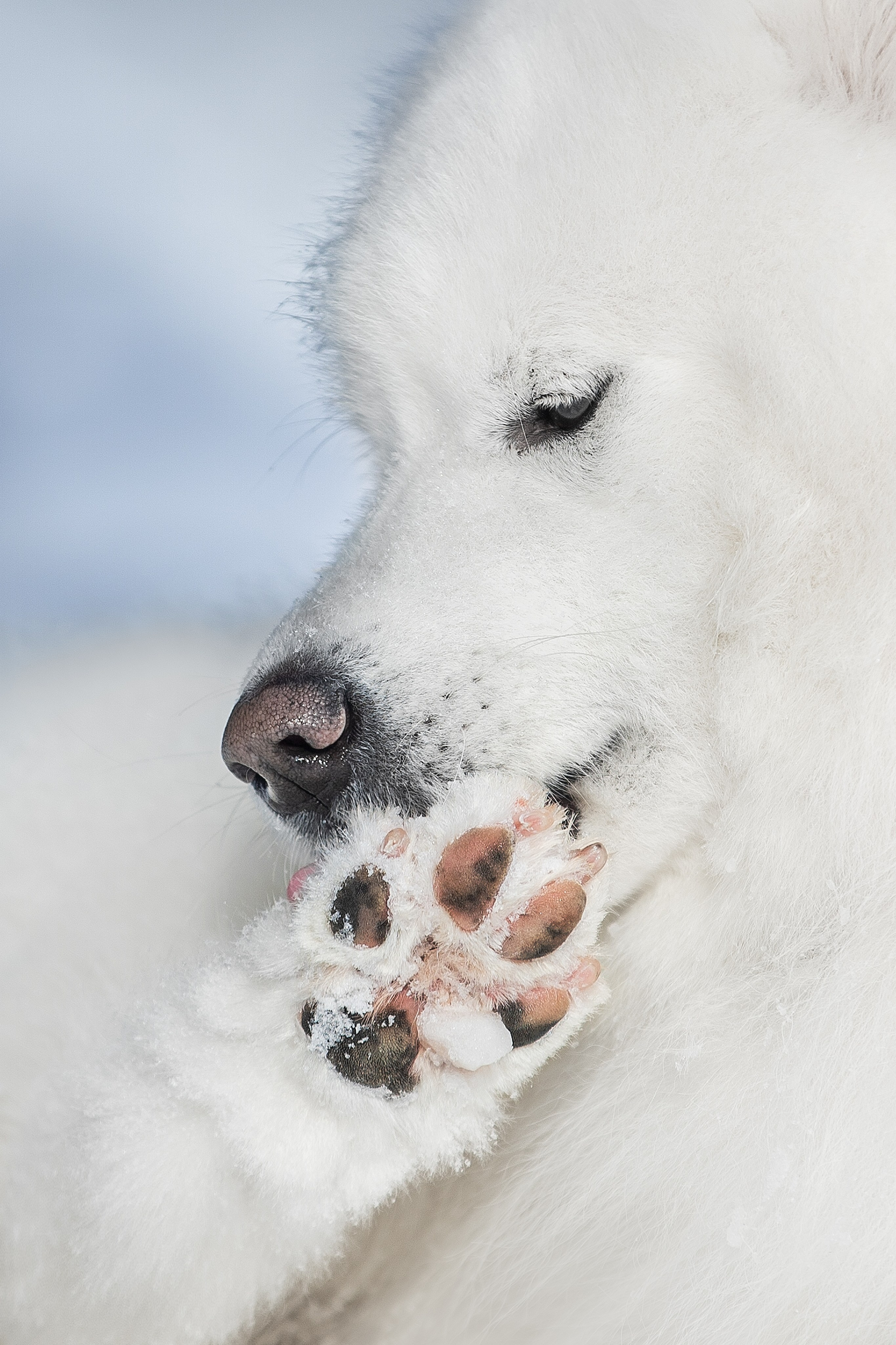 Дмитрий, Наталья и Панти. Фотограф анималист в Москве Майорова Евгения