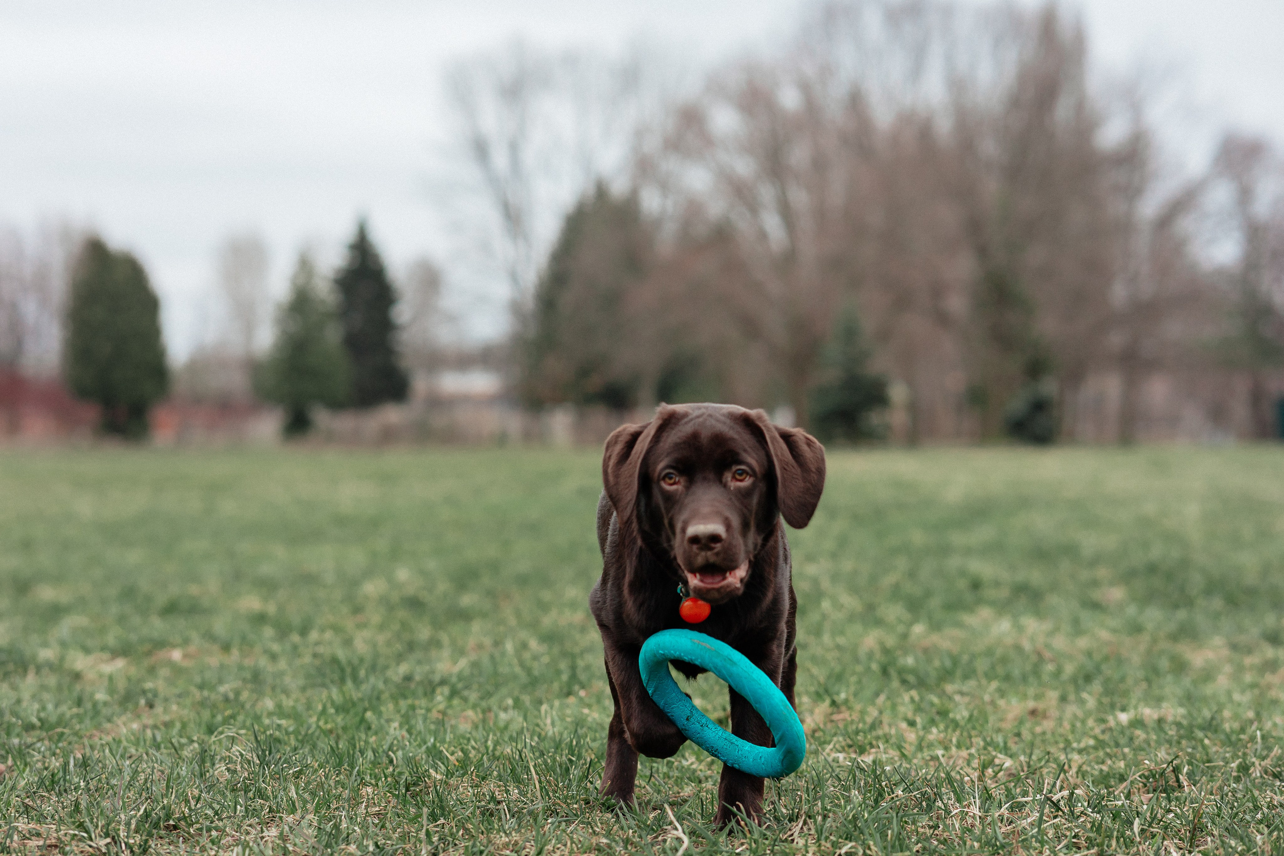 Ника и Ричи. Фотограф в Санкт-Петербурге Алёна Губинская