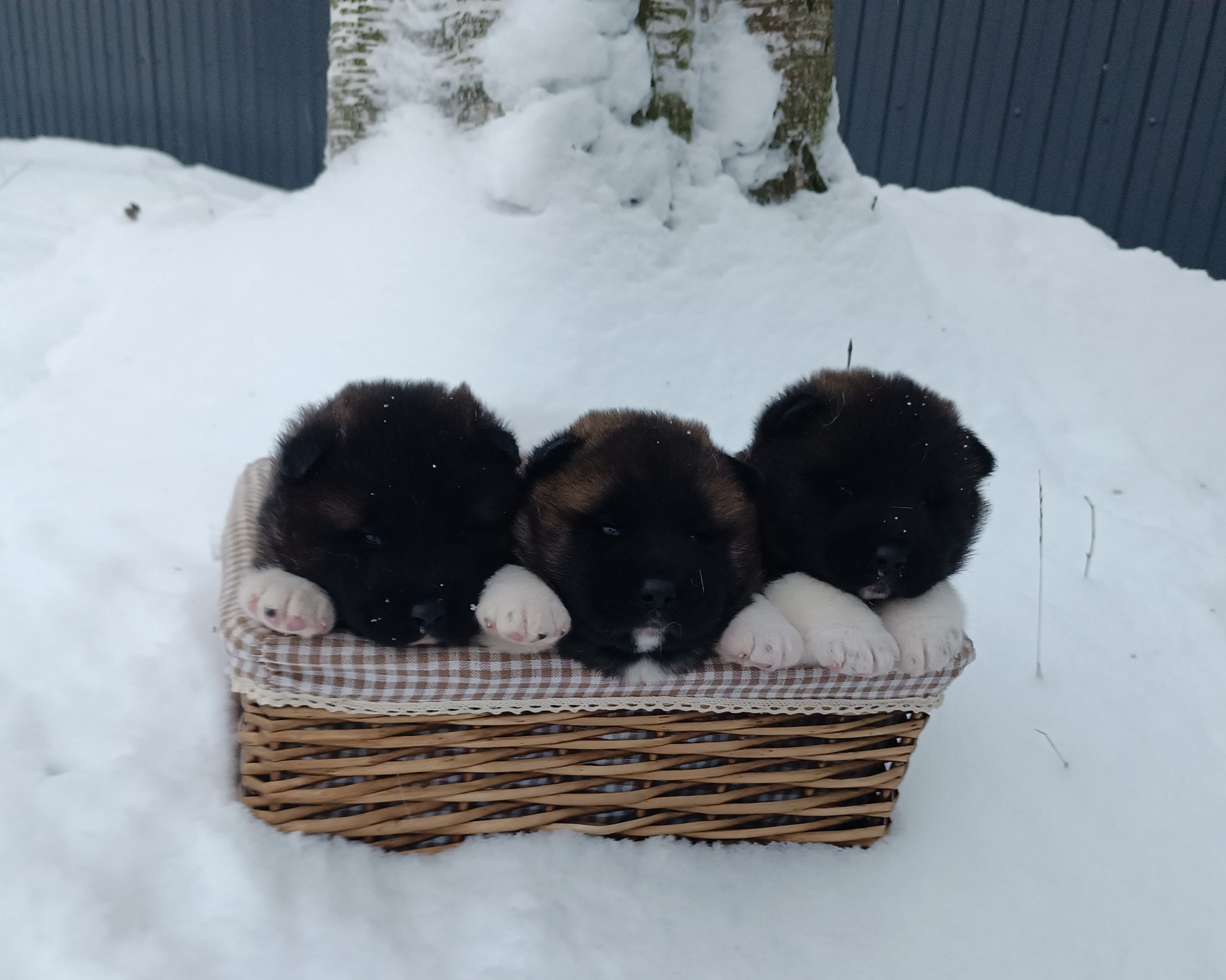 Американская акита  щенки питомник Санкт-Петербург клубные щенки Американская акита питомник RUBYLIGHT Рубилайт купить щенка американской акиты