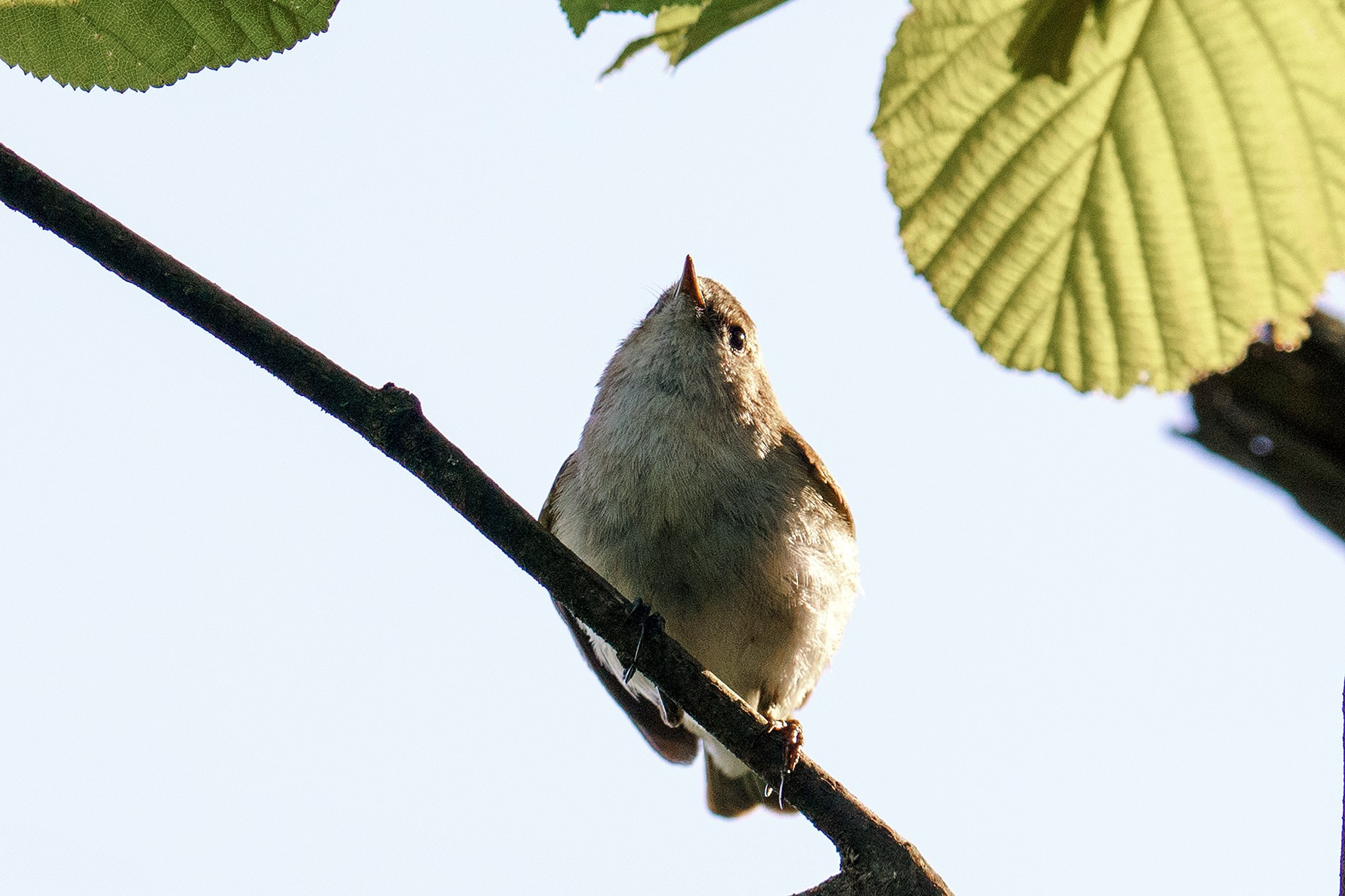 Удивительные мир птиц. Вокруг нас столько прекрасного — присмотритесь!. Ваш личный фотограф Марина Волкова