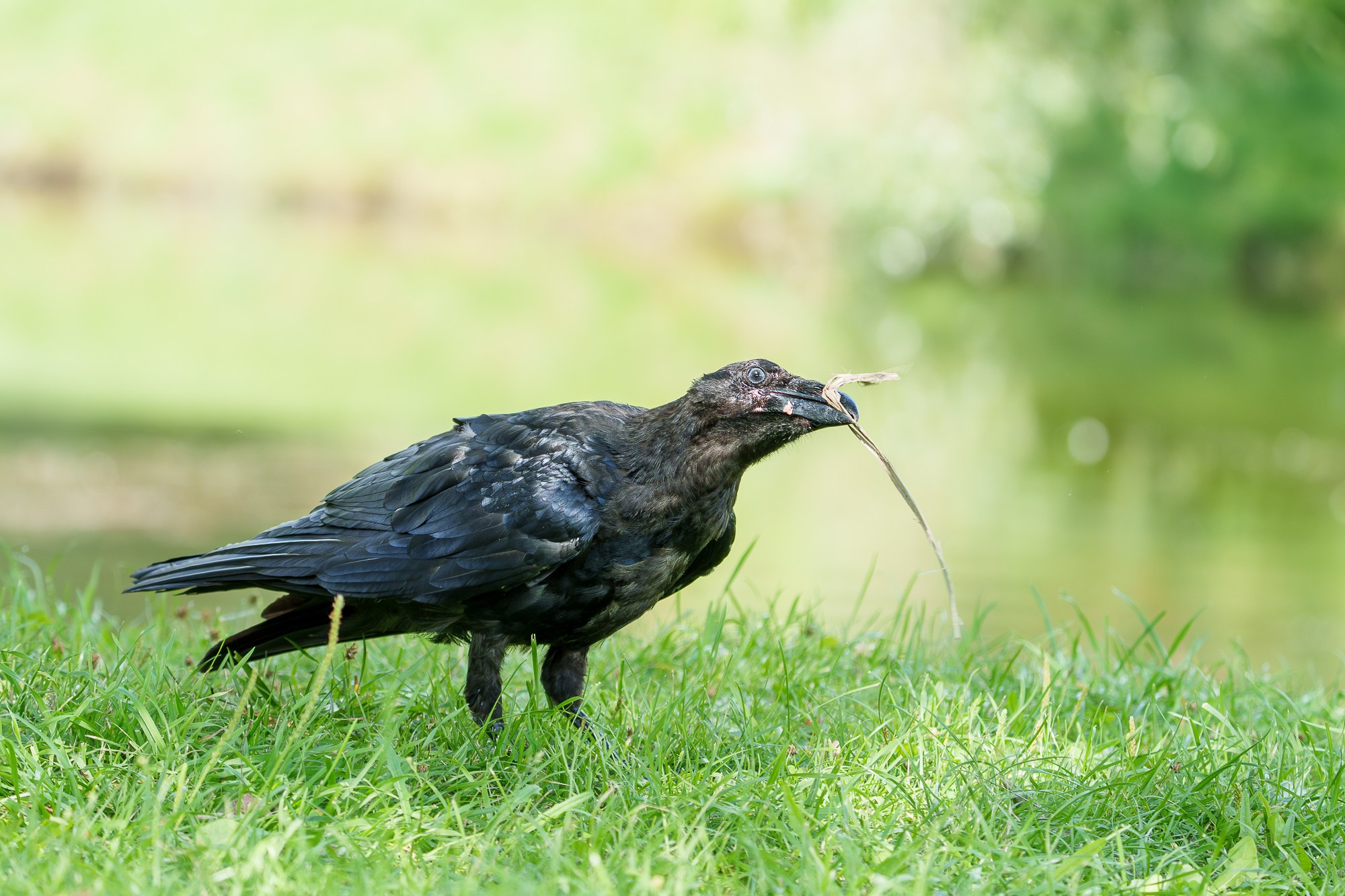 Удивительные мир птиц. Вокруг нас столько прекрасного — присмотритесь!. Ваш личный фотограф Марина Волкова