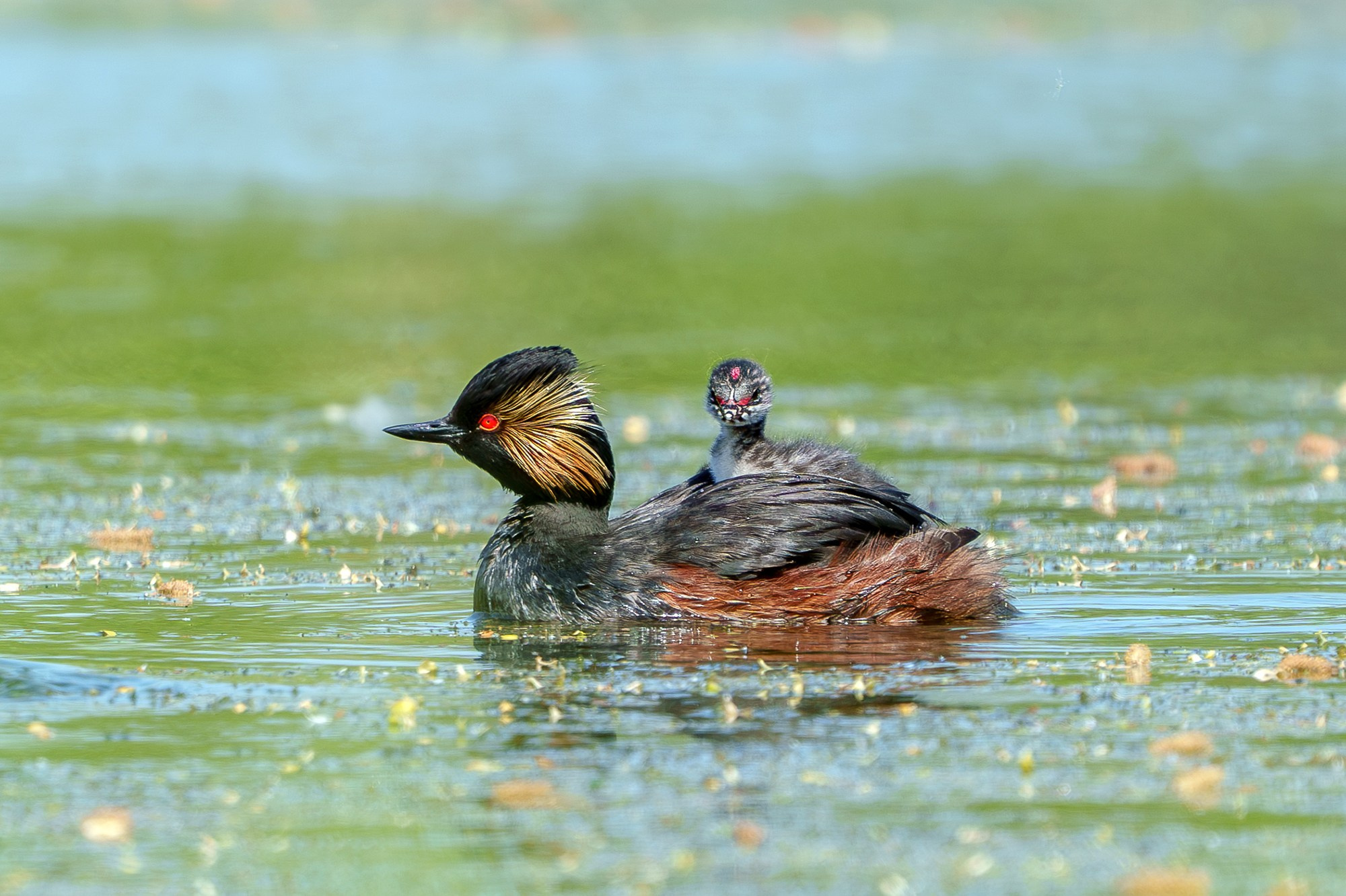 Удивительные мир птиц. Вокруг нас столько прекрасного — присмотритесь!. Ваш личный фотограф Марина Волкова