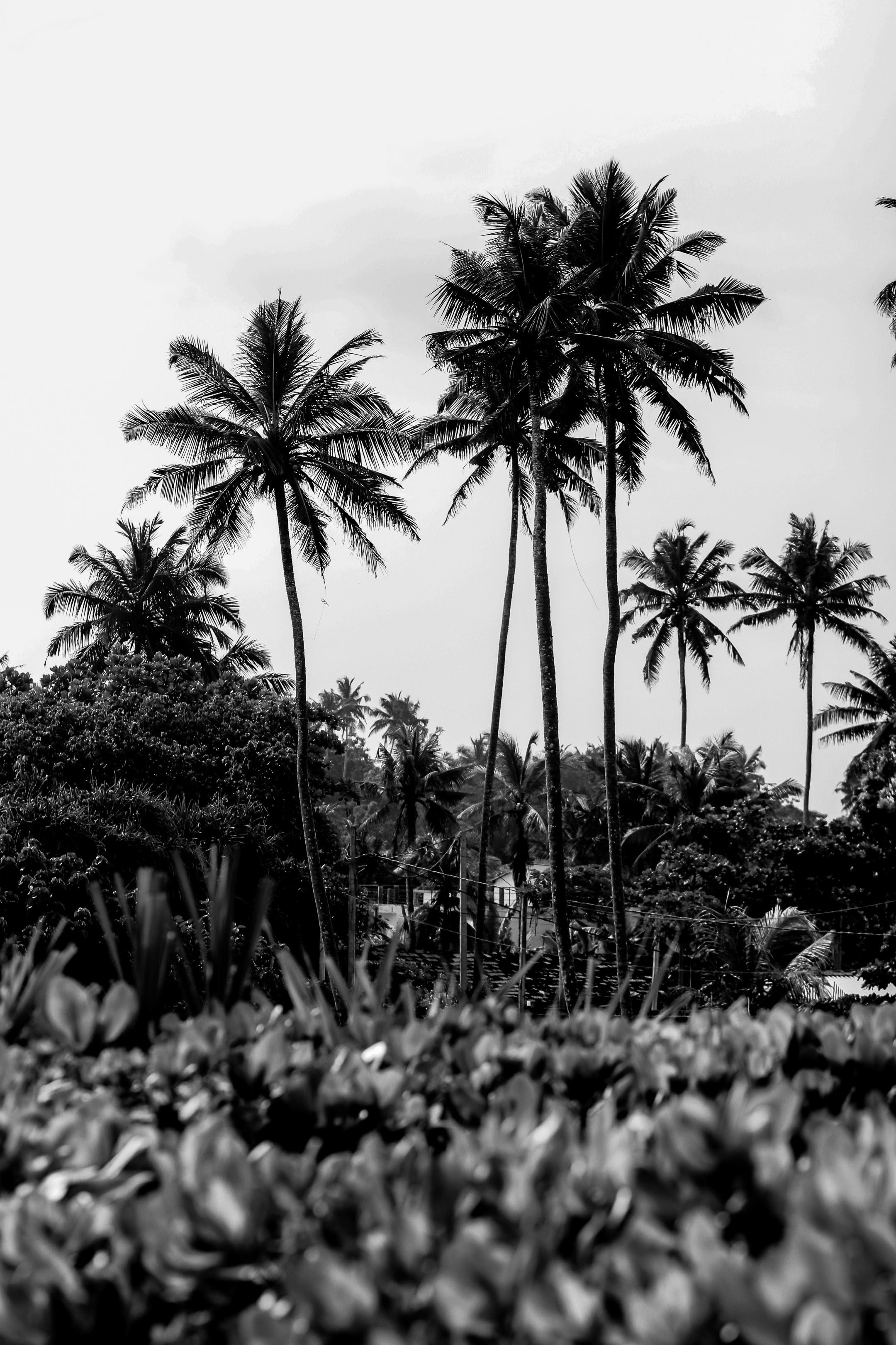 Отель и ресторан район Мидигама. Фотограф на Шри-Ланке