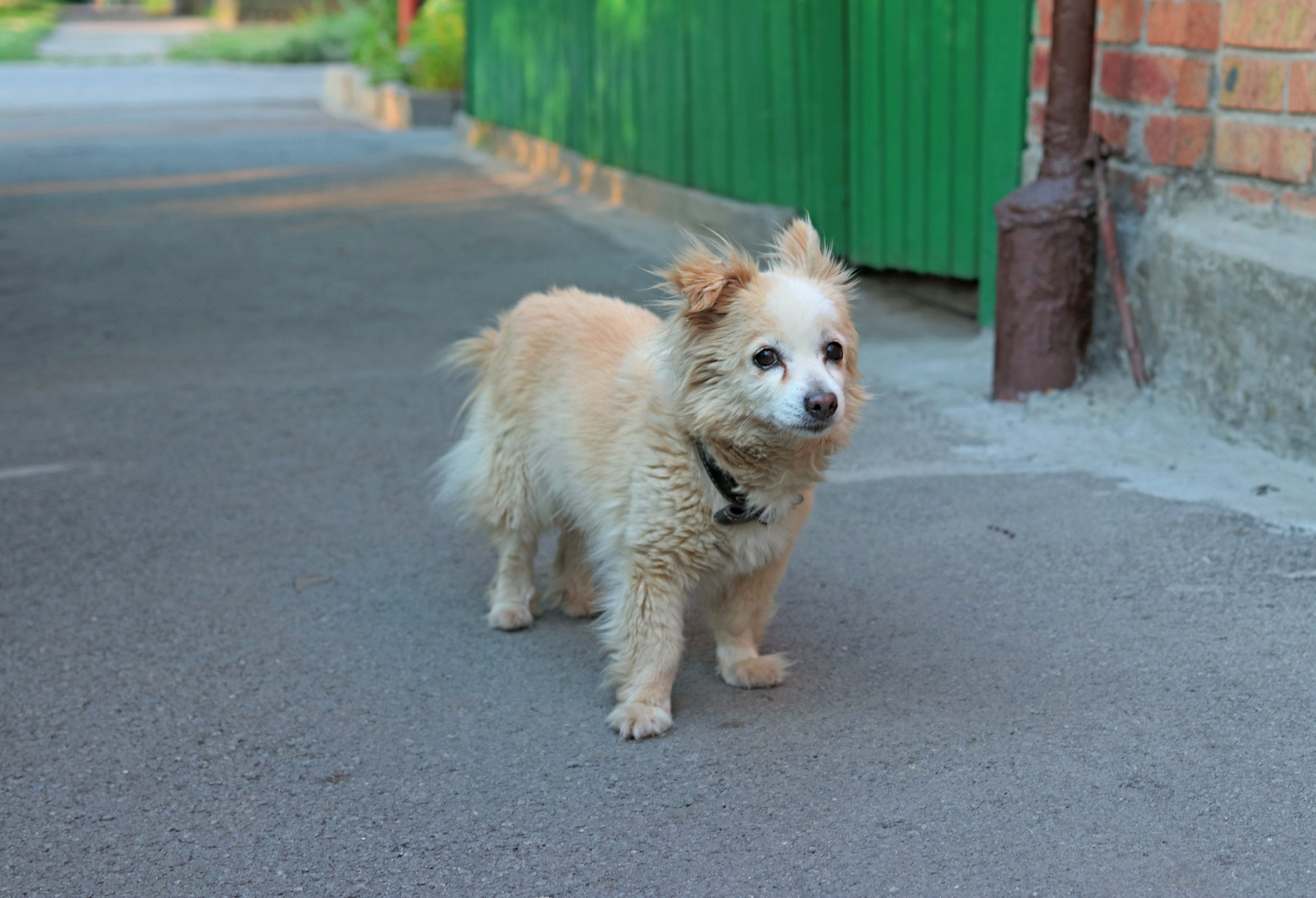 Домашние животные-Собаки. Фото-художник и Репортажный фотограф Николаев Александр Алексеевич