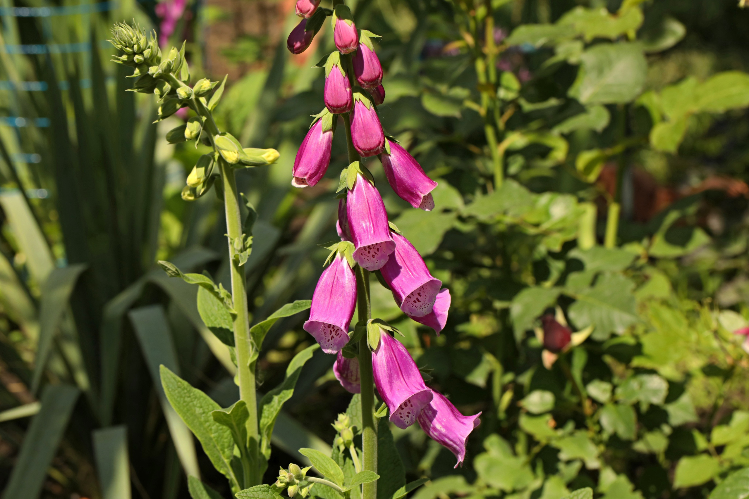 Цветы моего города. Фото-художник и Репортажный фотограф Николаев Александр Алексеевич