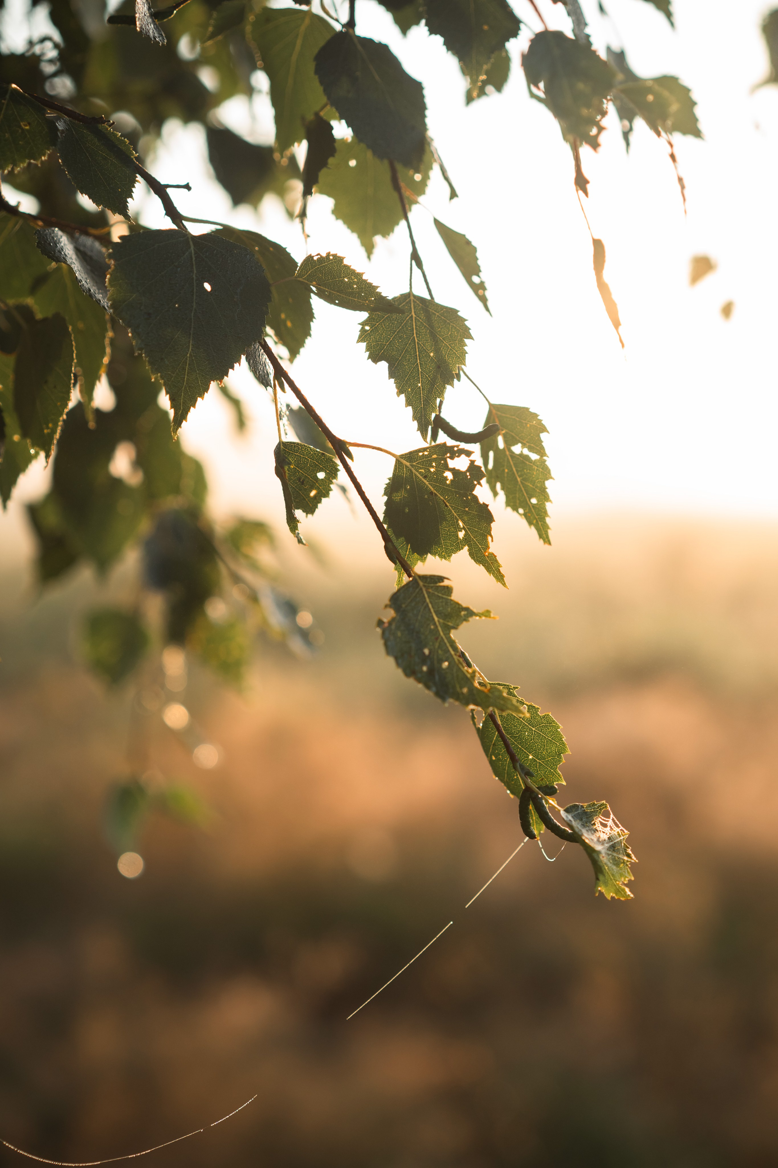 Яна и Панда. Фотограф анималист