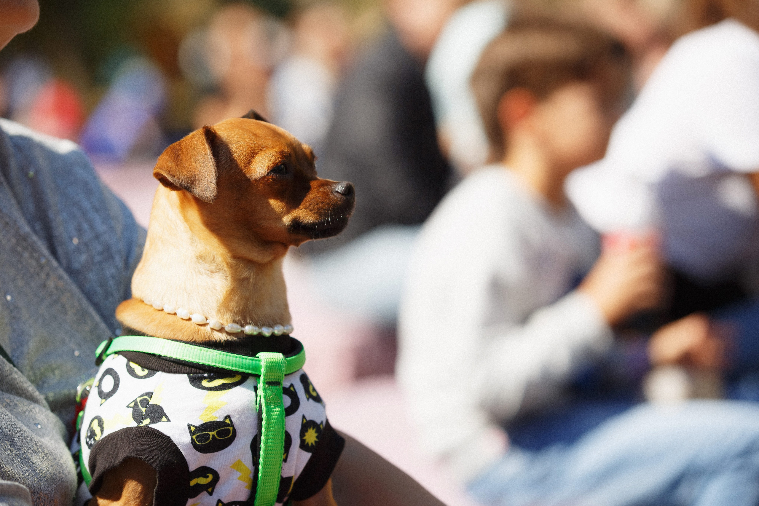 Фотографии фестиваля в Приморском парке Таганрога. Свадебный и семейный фотограф в Таганроге Бакарюк Антон