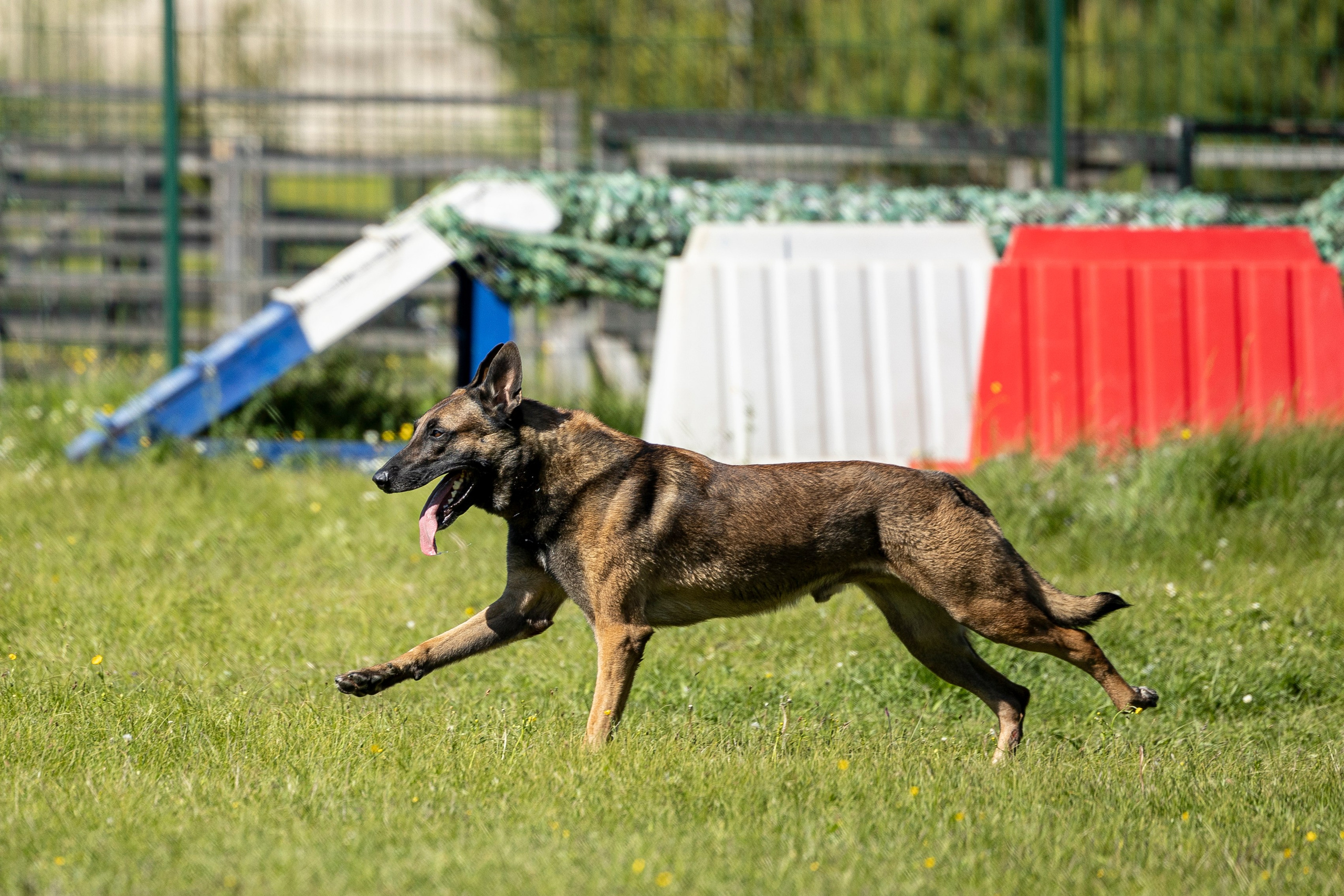 Испытания по мондьорингу в Нижнем Новгороде. Фотограф-анималист Анна Маринич