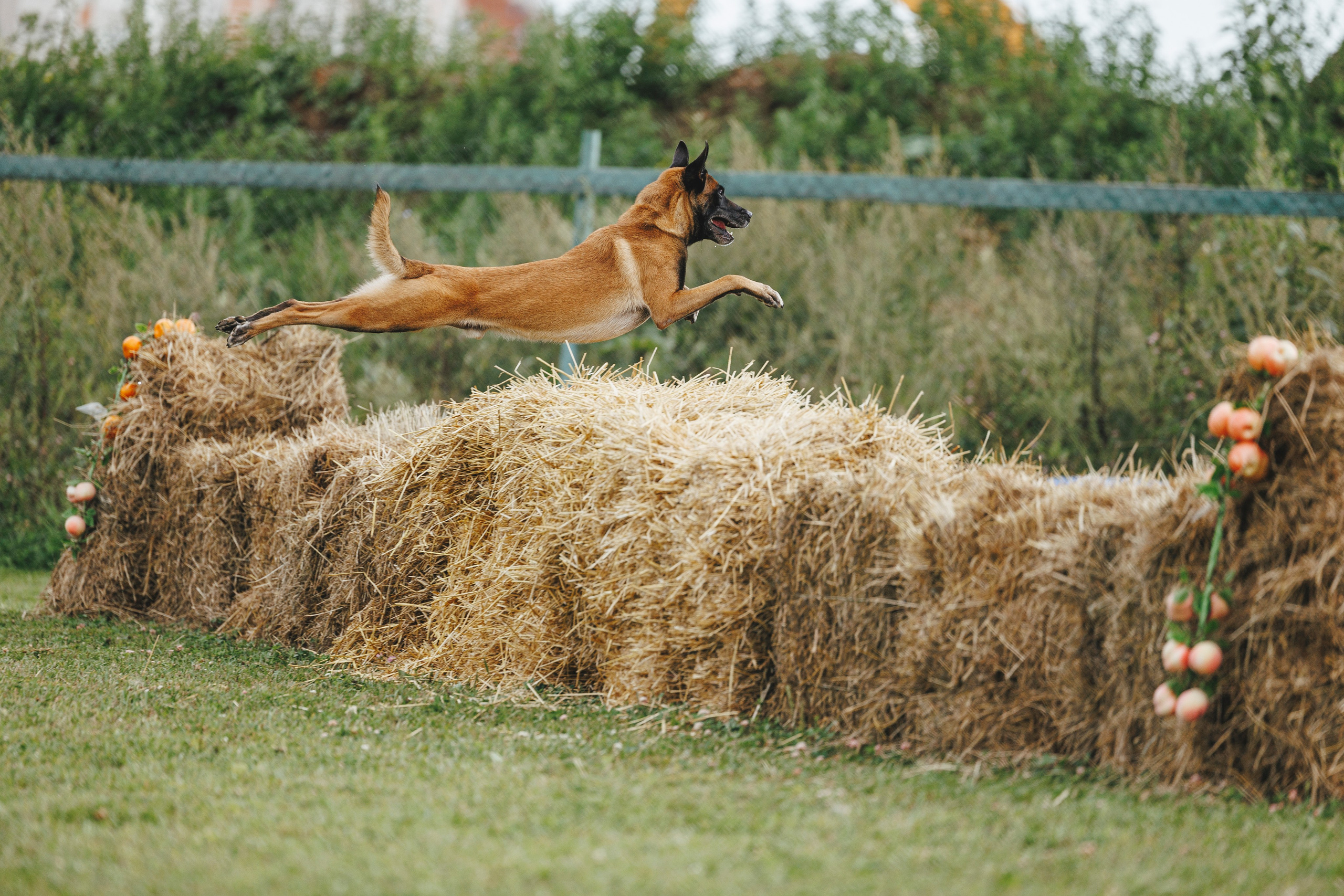 08.08.25-10.08.25 ЧР по мондьорингу г. Вологда. Фотограф-анималист Анна Маринич