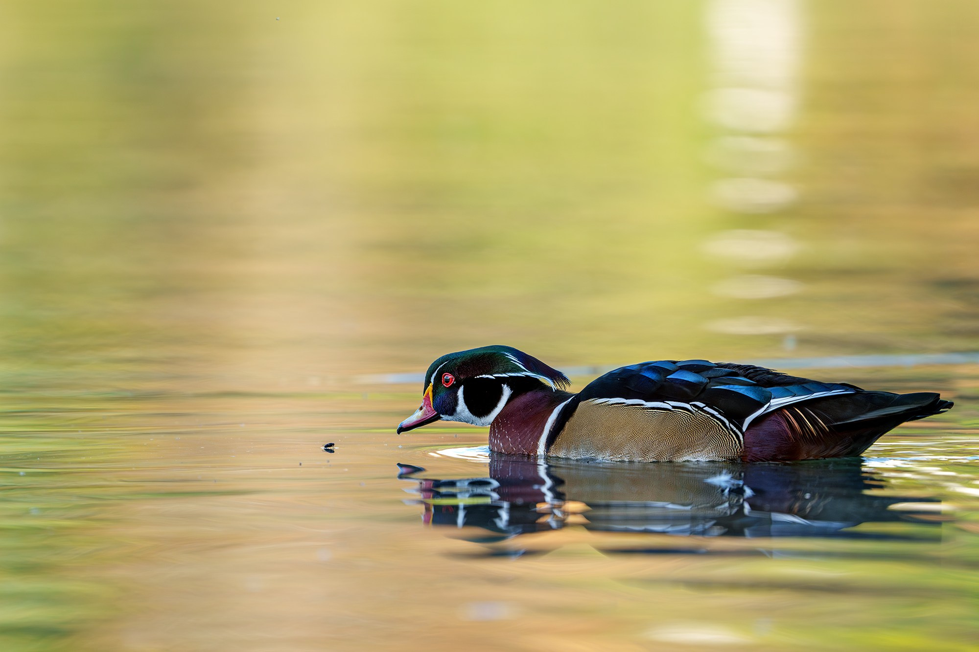 Удивительные мир птиц. Вокруг нас столько прекрасного — присмотритесь!. Ваш личный фотограф Марина Волкова