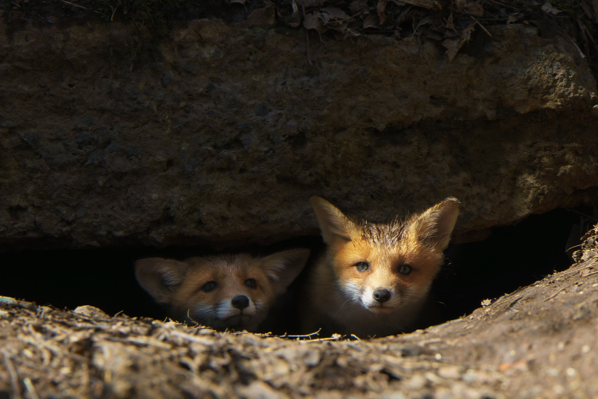 Животные. Ваш личный фотограф Марина Волкова