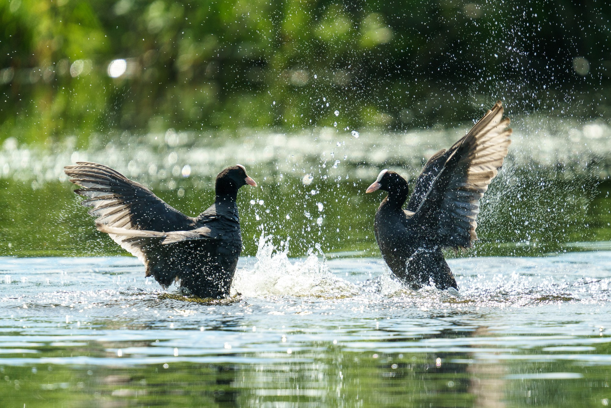 Удивительные мир птиц. Вокруг нас столько прекрасного — присмотритесь!. Ваш личный фотограф Марина Волкова