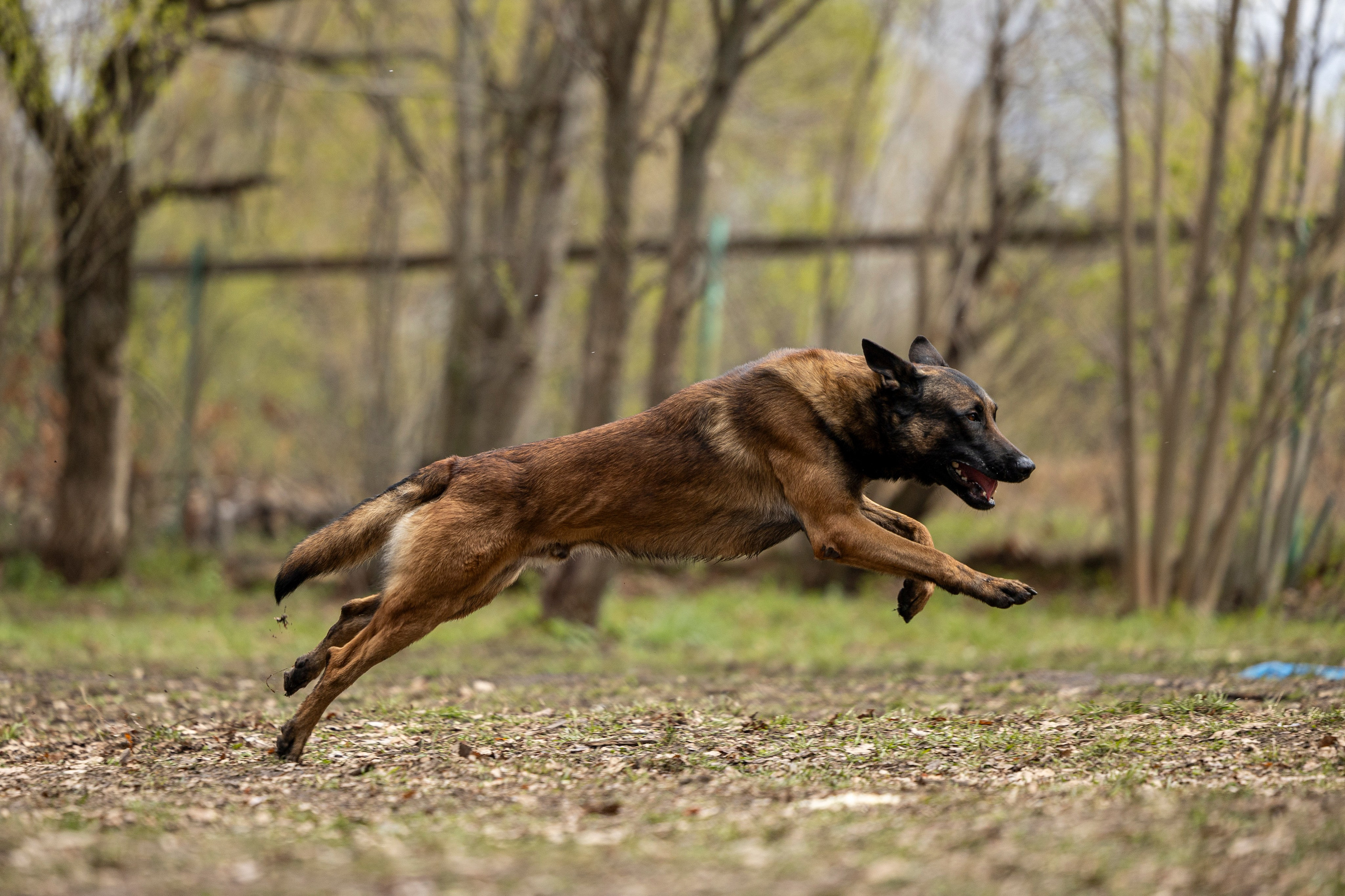 Квалификационные состязания по мондьорингу г. Вологда 11.05.24. Фотограф-анималист Анна Маринич