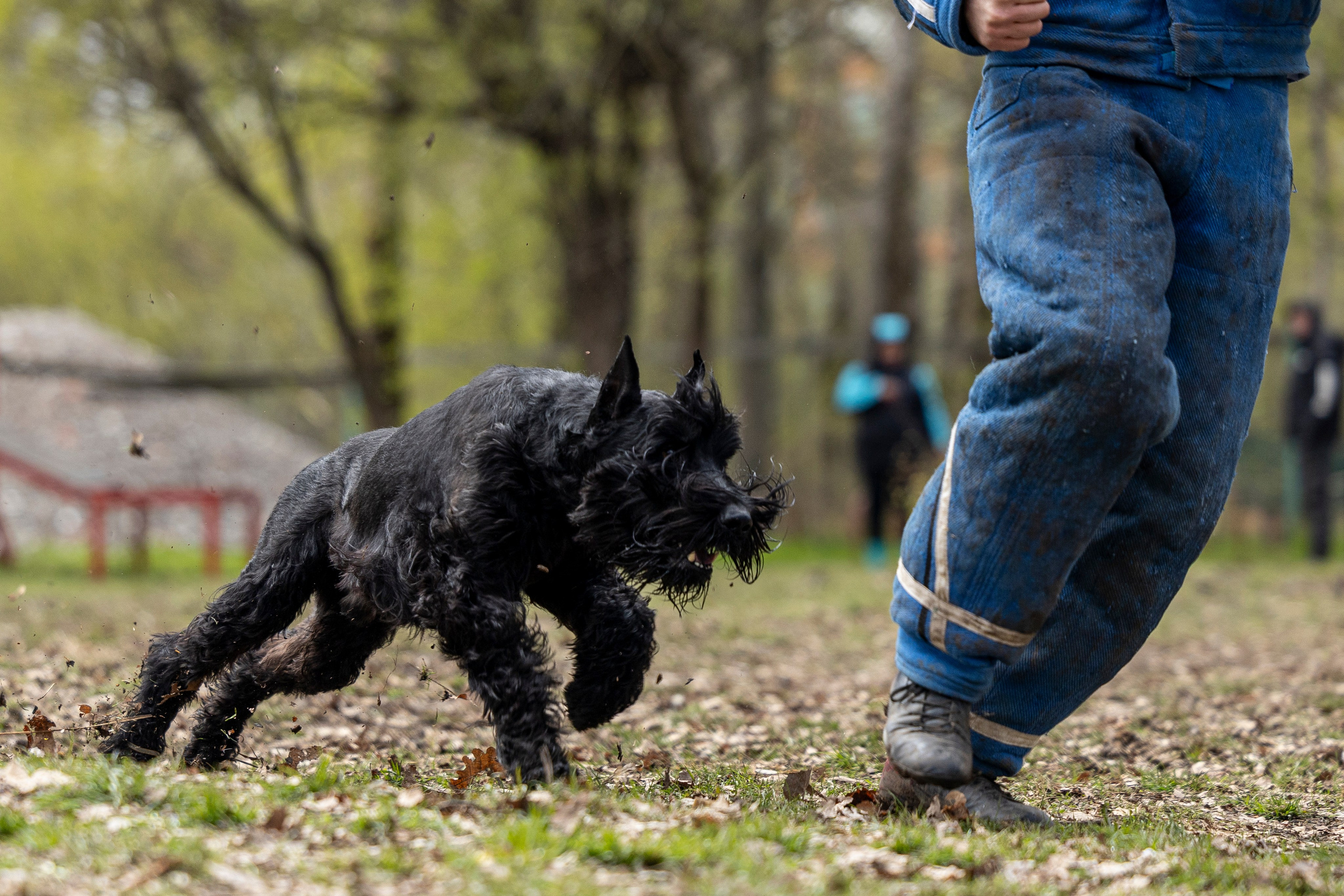 Квалификационные состязания по мондьорингу г. Вологда 11.05.24. Фотограф-анималист Анна Маринич