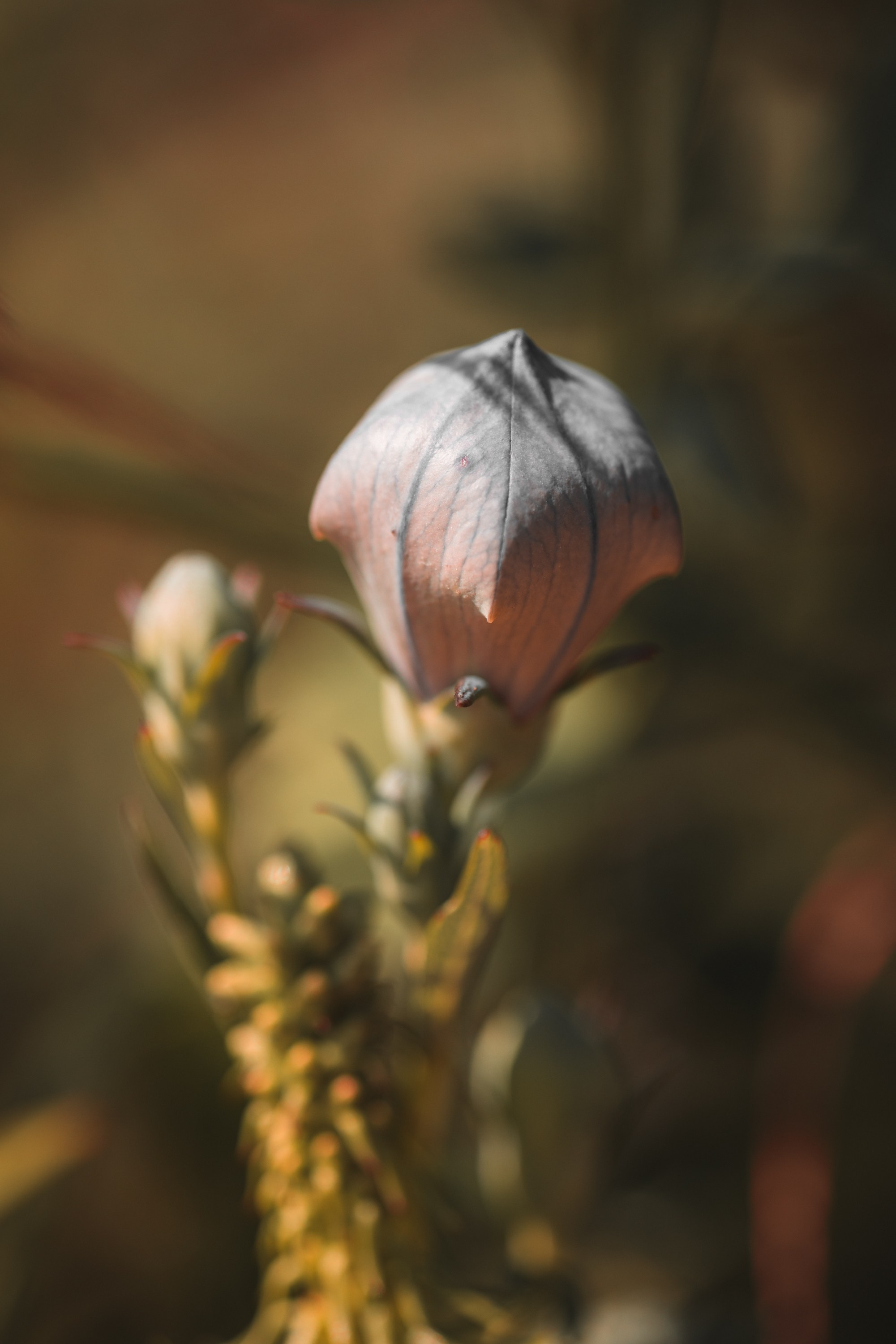 Macro. Фотограф на Юге России