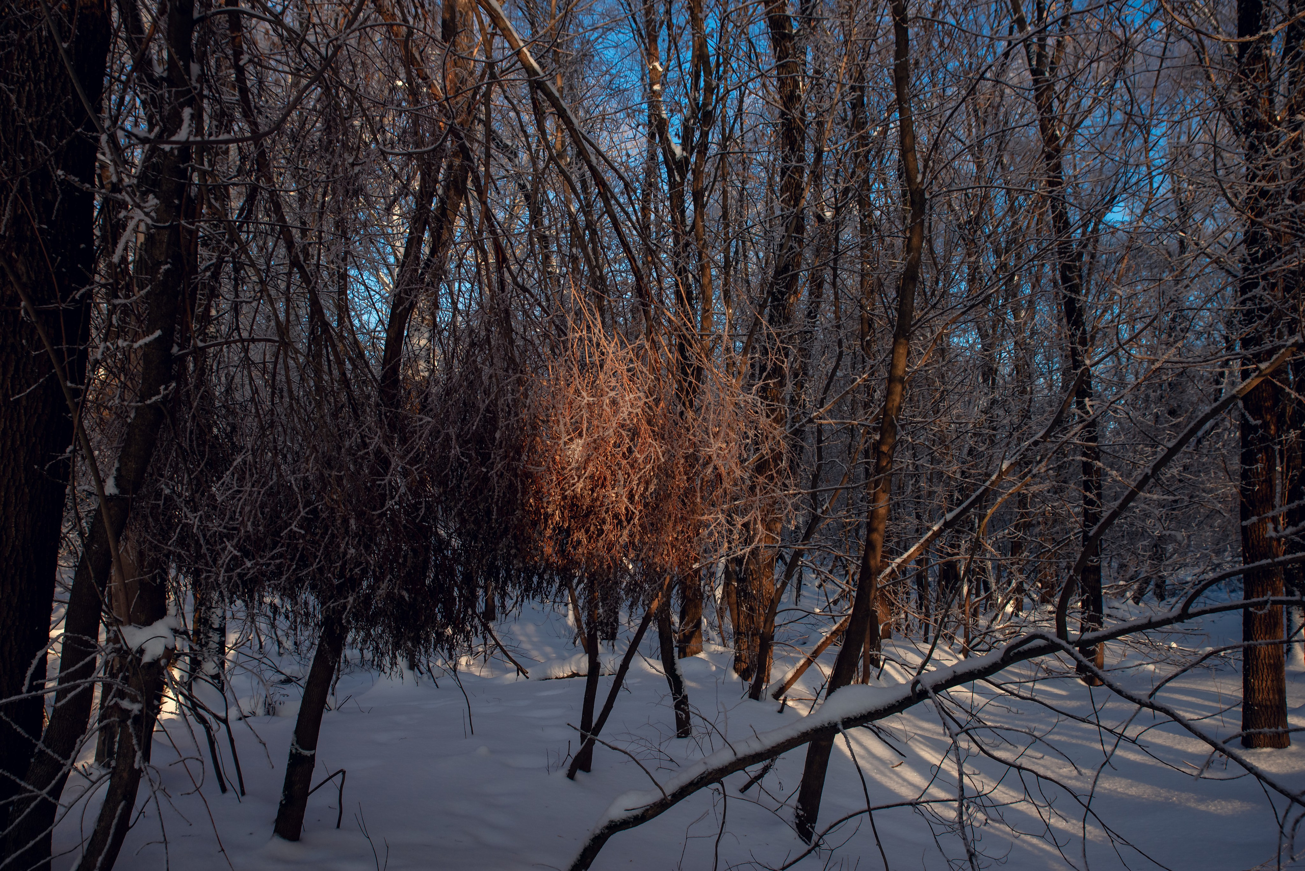 Зимушка зима. Фотограф Крещение Венчание Москва