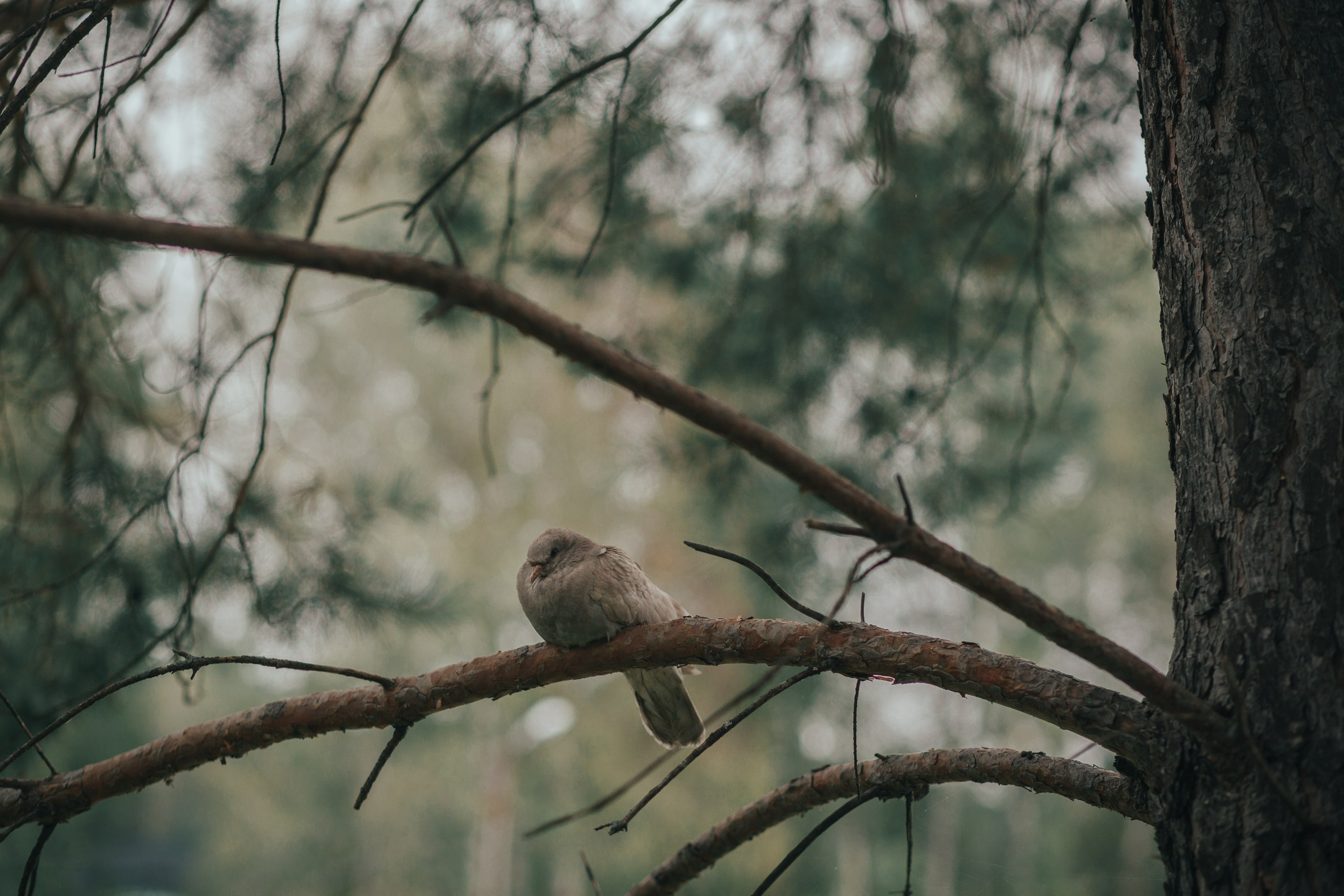 Этно-фестиваль в Кольцово. Фотограф в Новосибирске Краснова Евгения