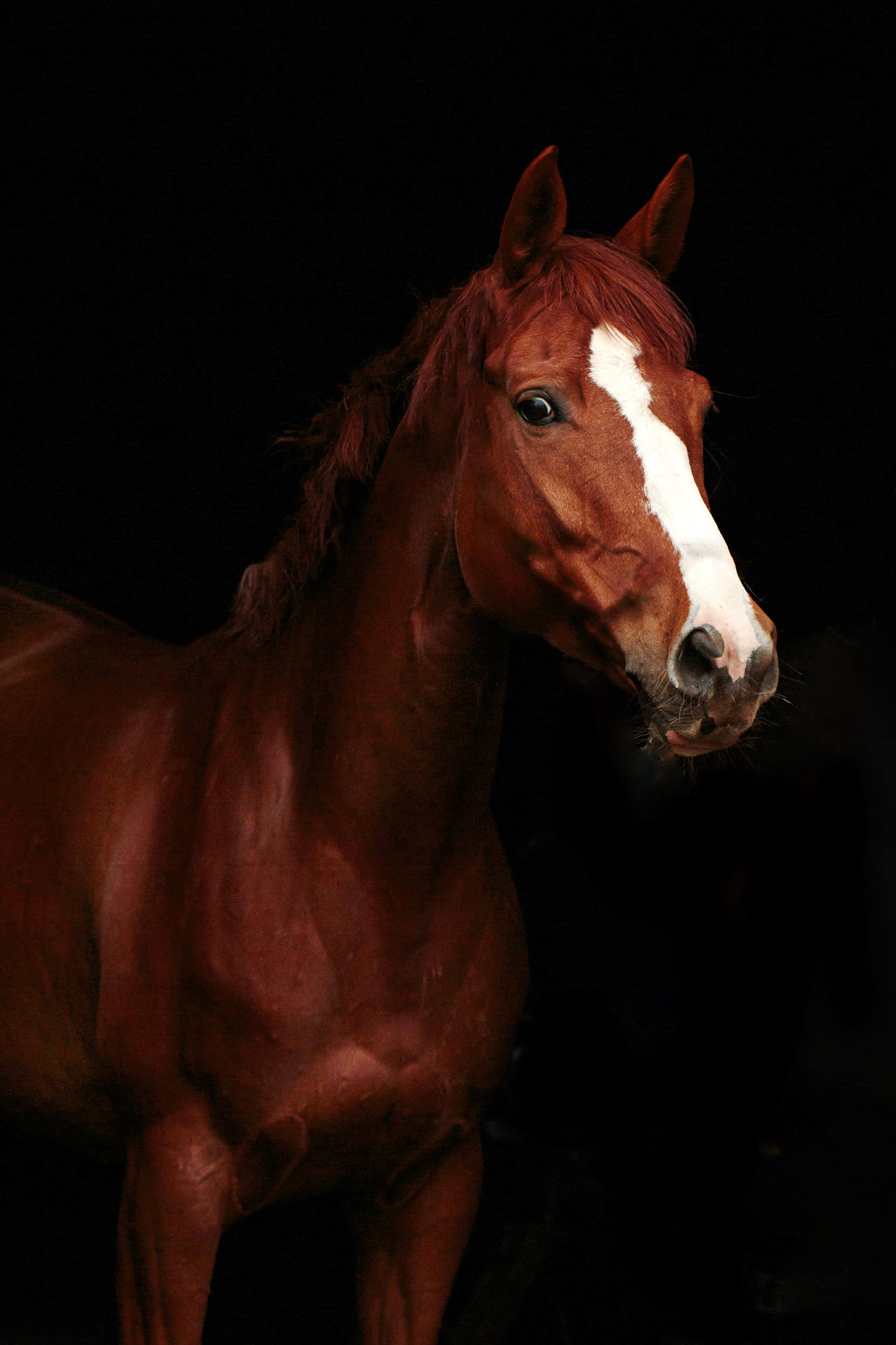 СЪЕМКА ЛОШАДЕЙ. Конный фотограф в Красноярске — Любовь Похабова