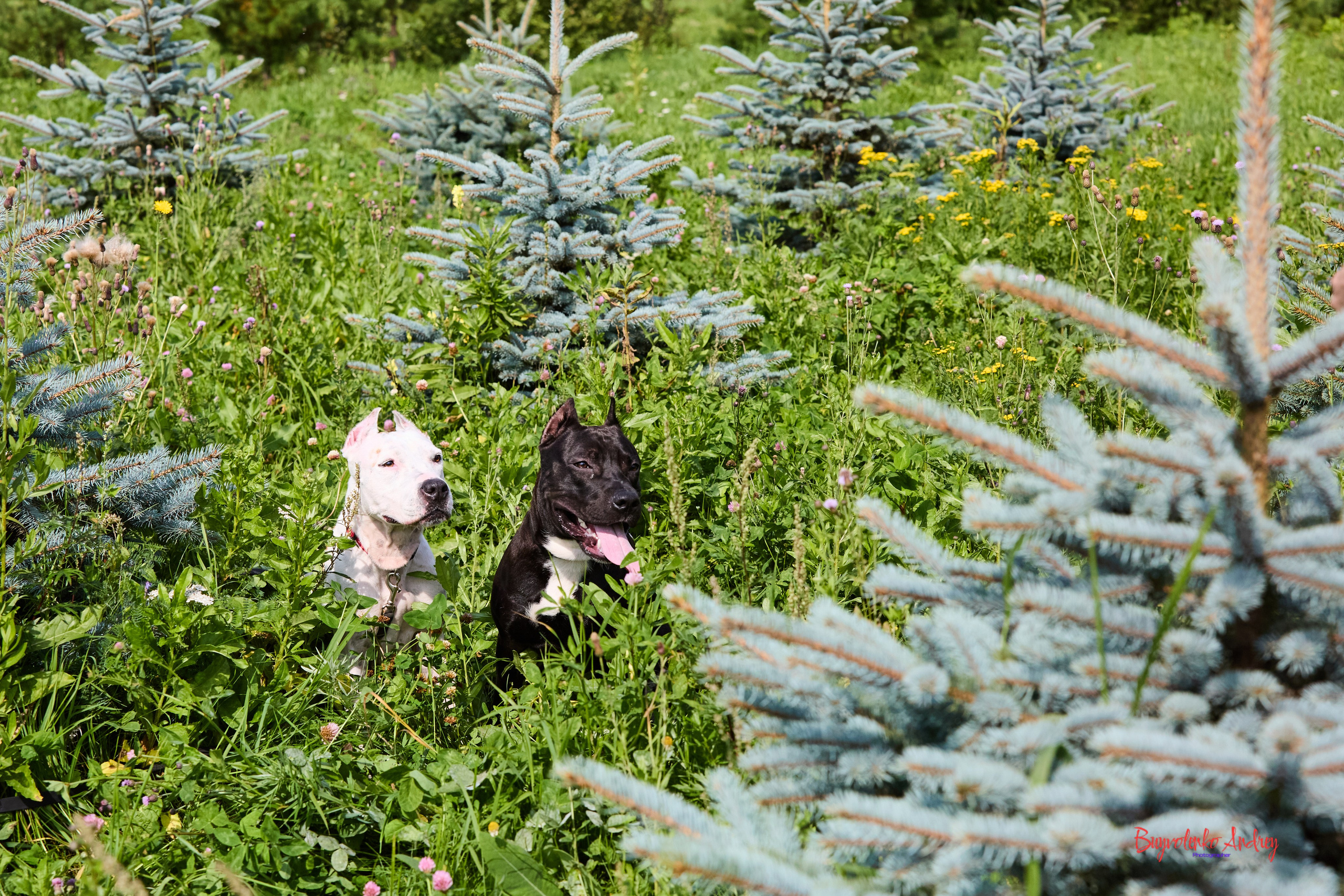 Проект фотопрогулка с хвостиком. Buyvolenko Andrey