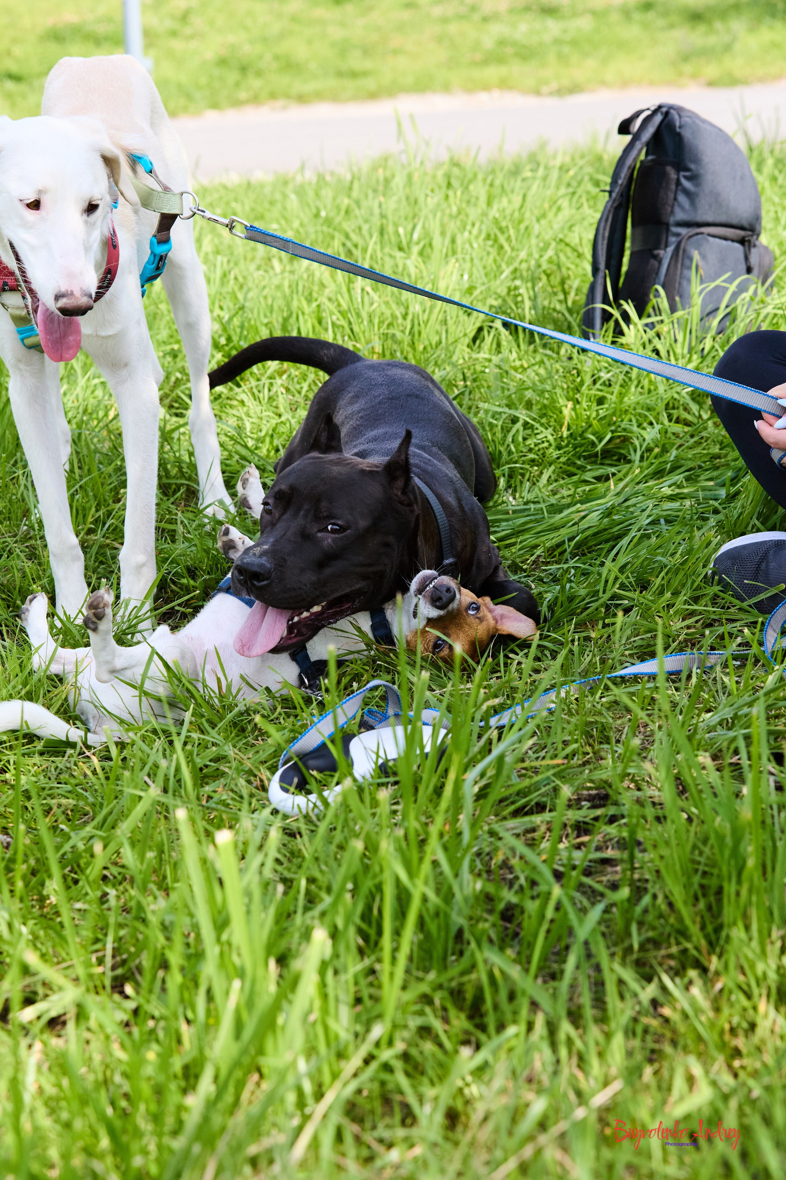 Проект фотопрогулка с хвостиком. Buyvolenko Andrey