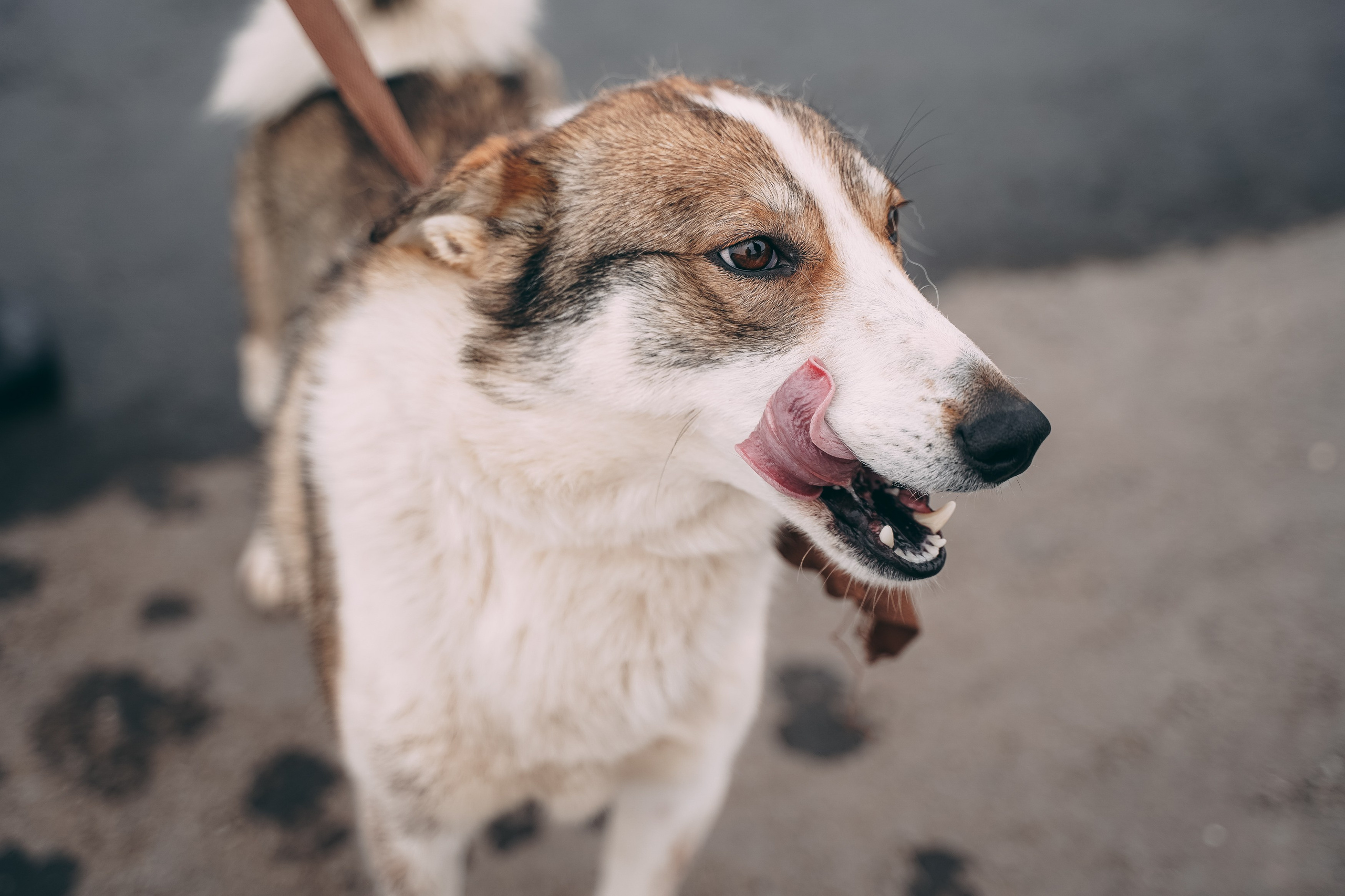 Съемка для благотворительного фонда «Дог 24». Фотограф-анималист, портретный фотограф в Чебоксарах Мария Садыкова