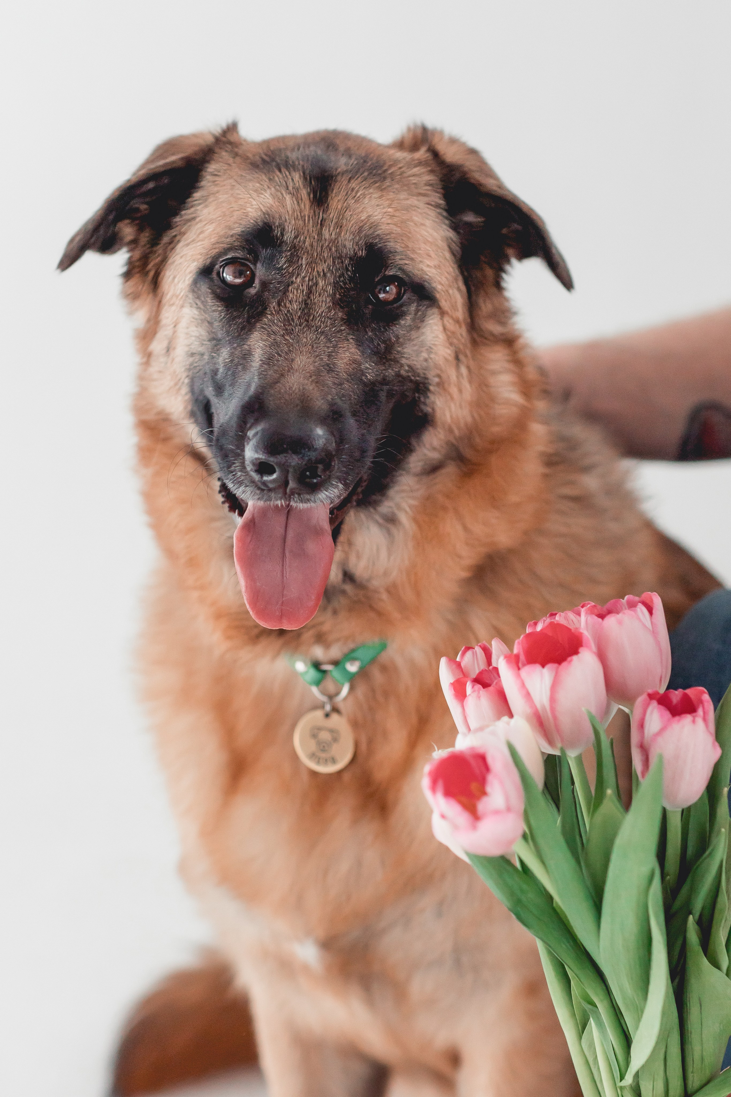 Игорь и Лора. Семейный фотограф анималист Мария Крючкова