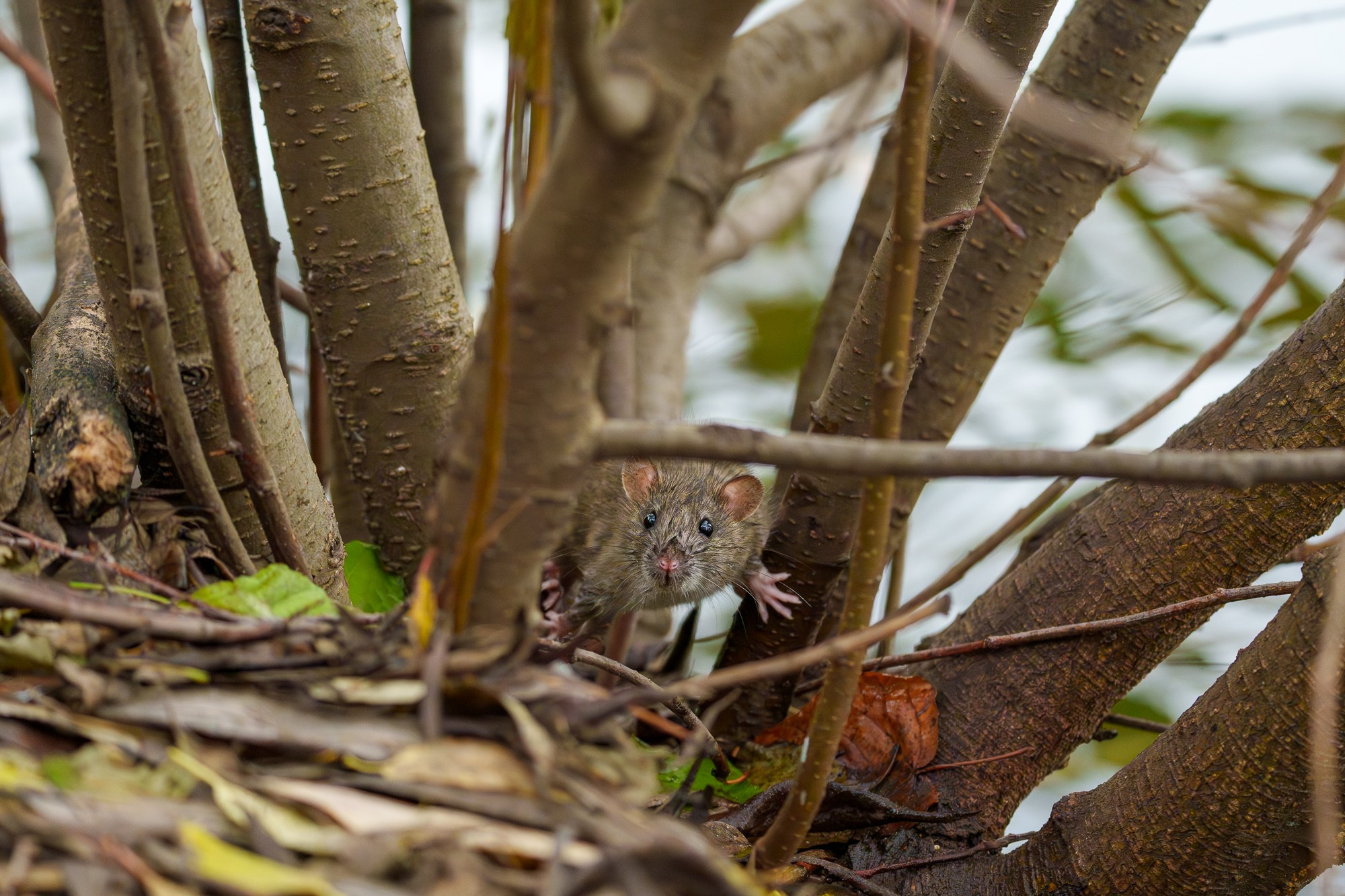 Животные. Ваш личный фотограф Марина Волкова