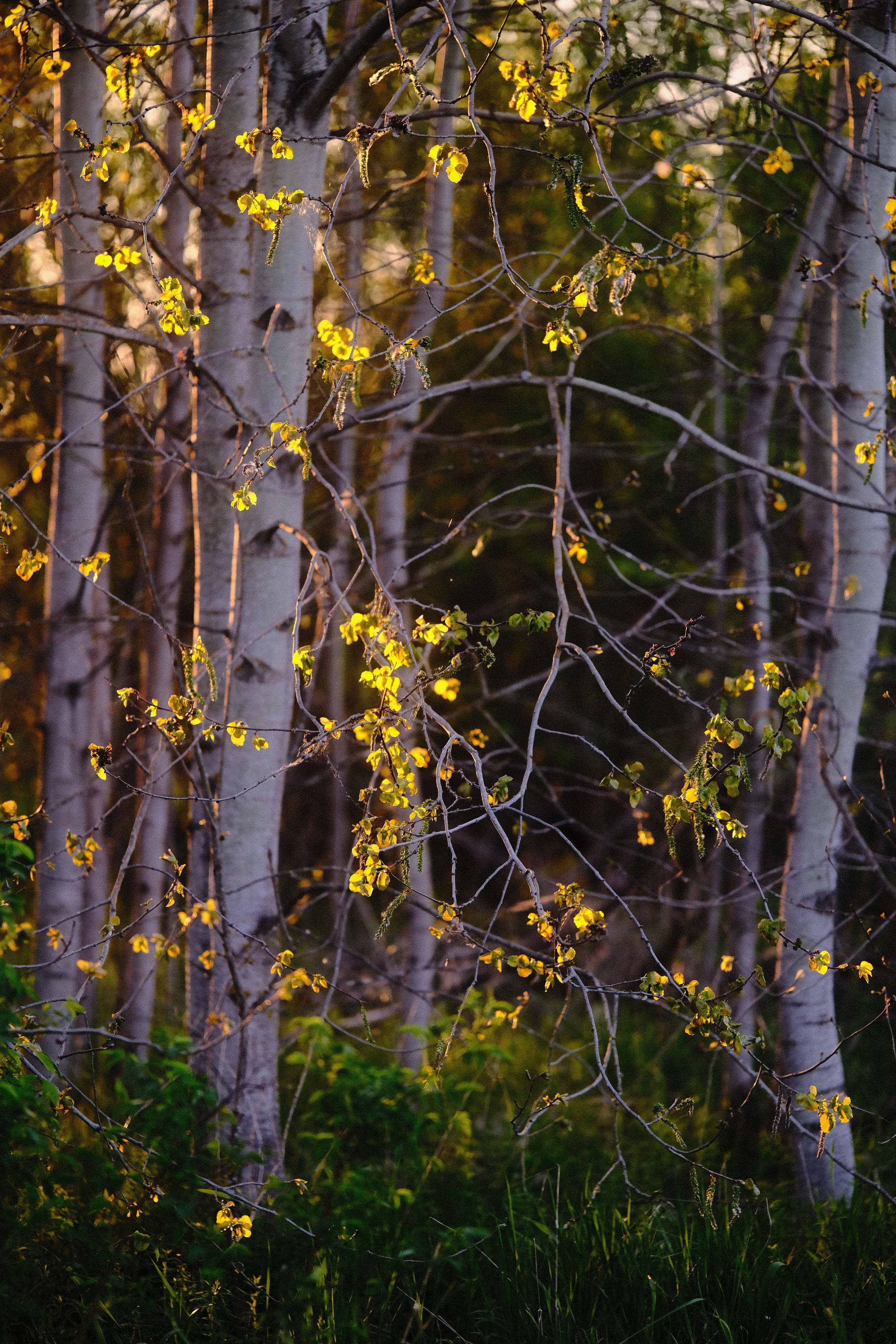 Пейзажи. Фотограф-любитель из Кирова Андрей Погребняк