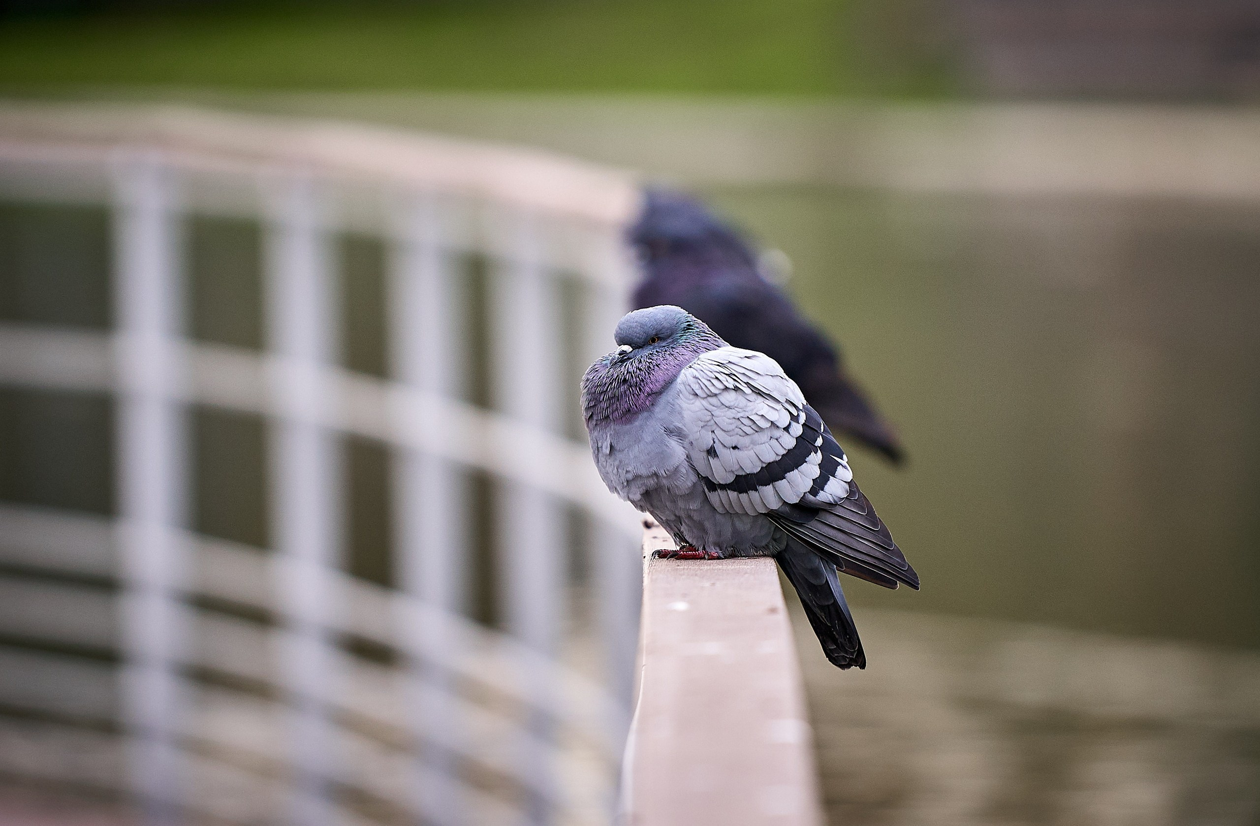 Фото птиц — галерея NATRIEL