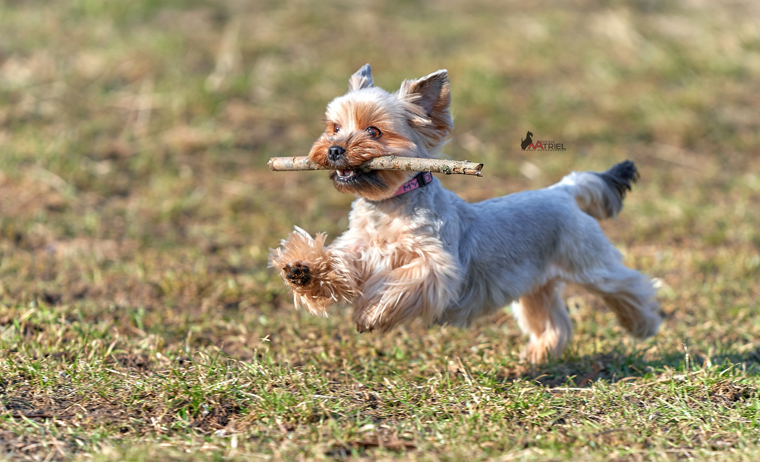 Йоркширский терьер Циля