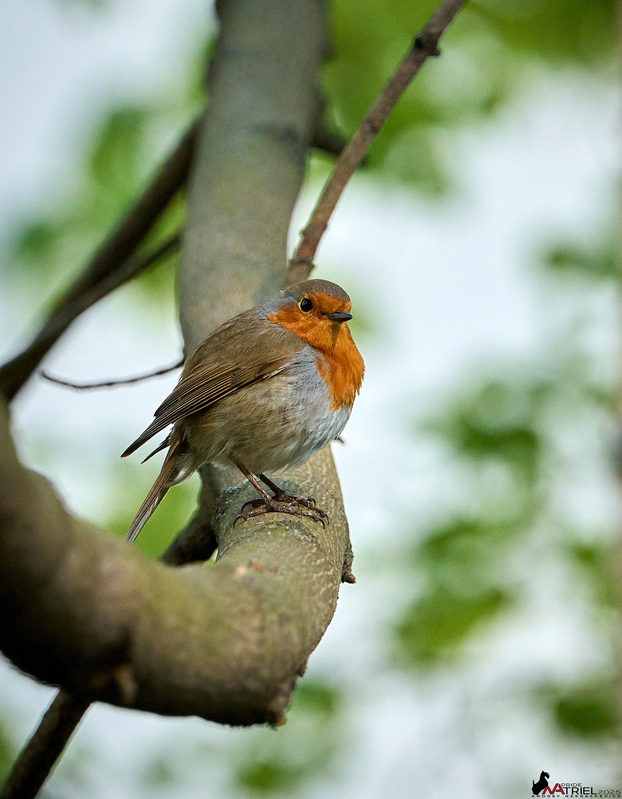 Природа в апреле. Всё в цветении!
