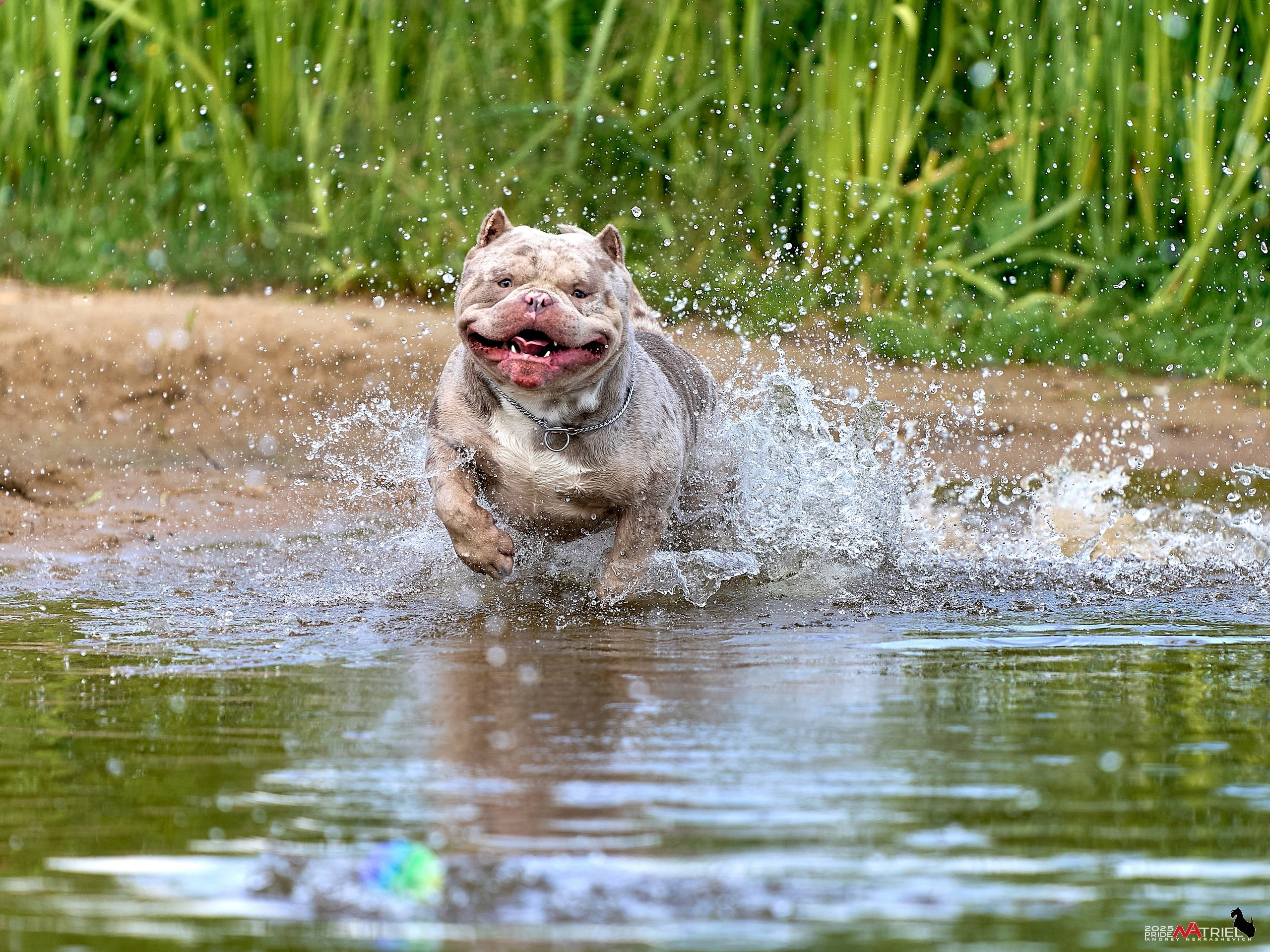 Съемка собак породы булли на природе
