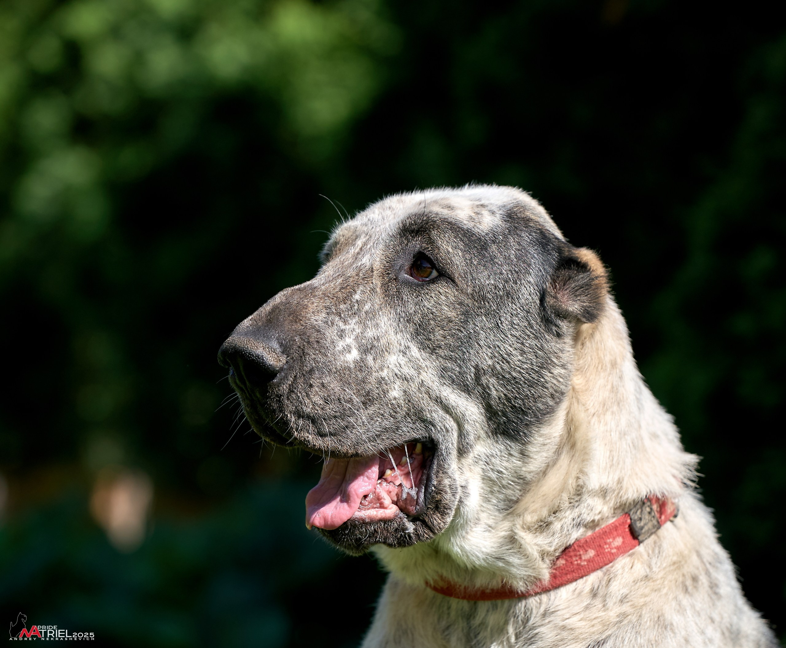 Алабаи и скотч-терьеры в питомнике у Ольги