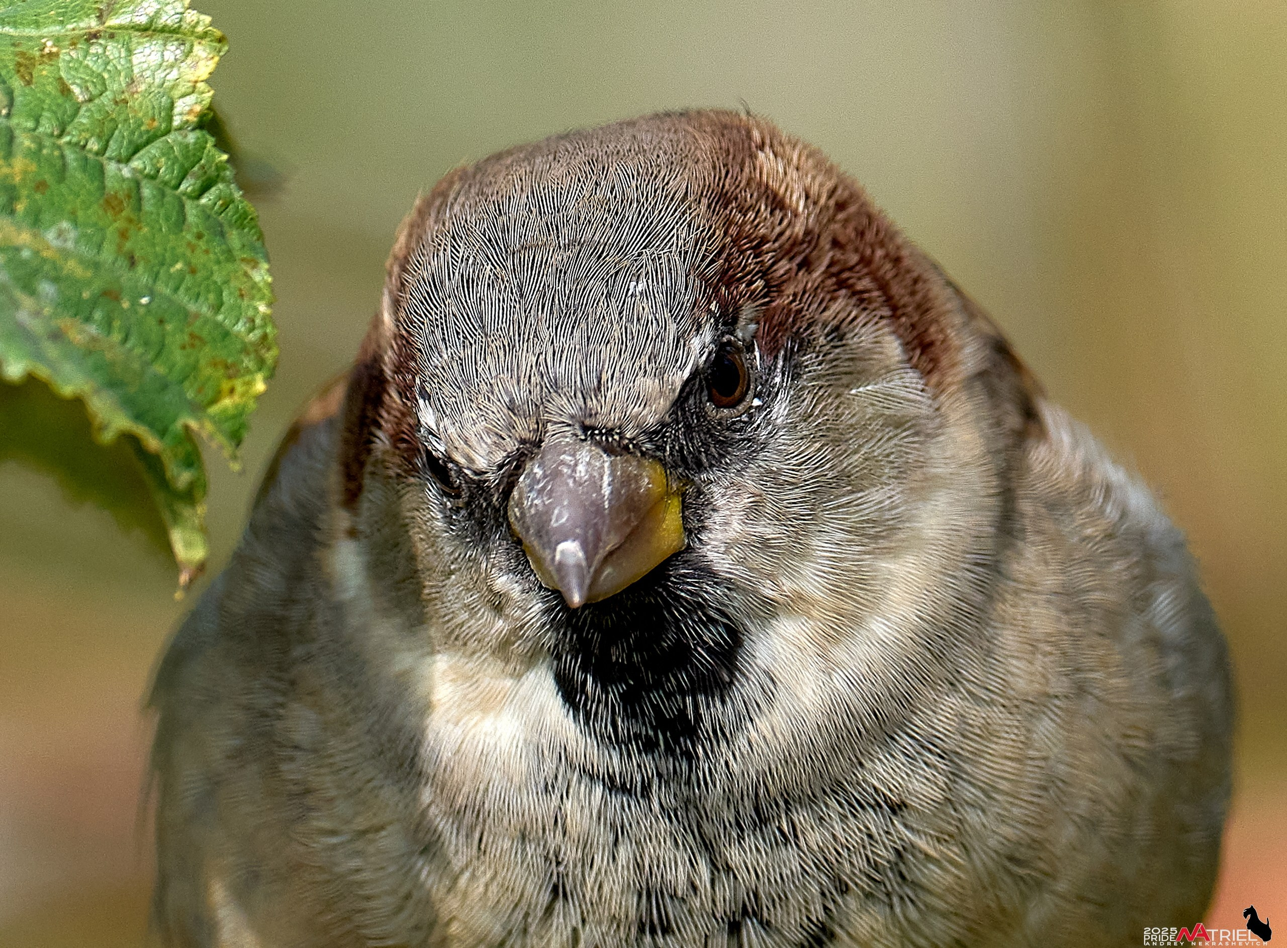 Съемка с объективом Sony 200-600 на камеру Sony A1m2