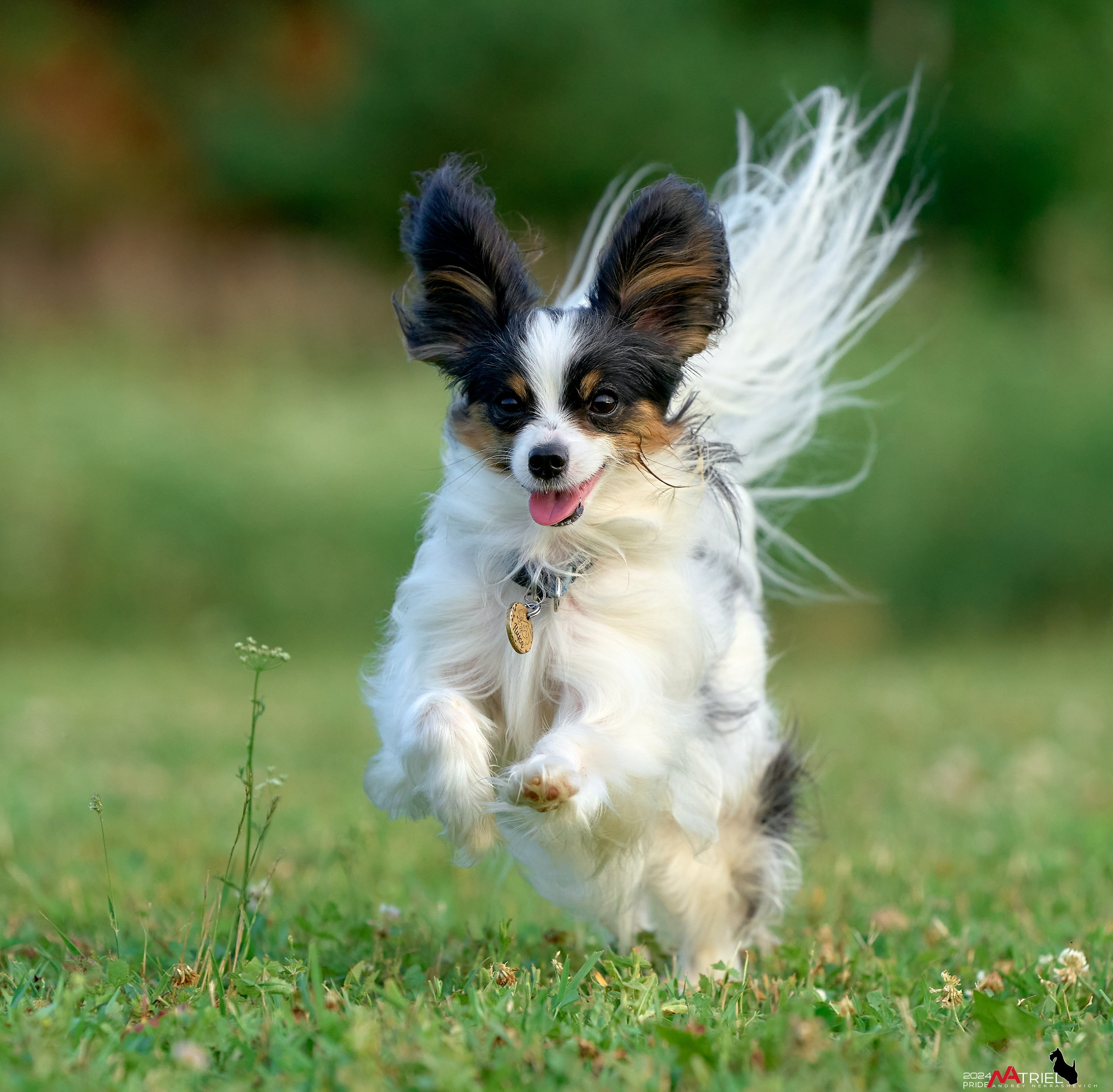 Репортаж из кинологического лагеря