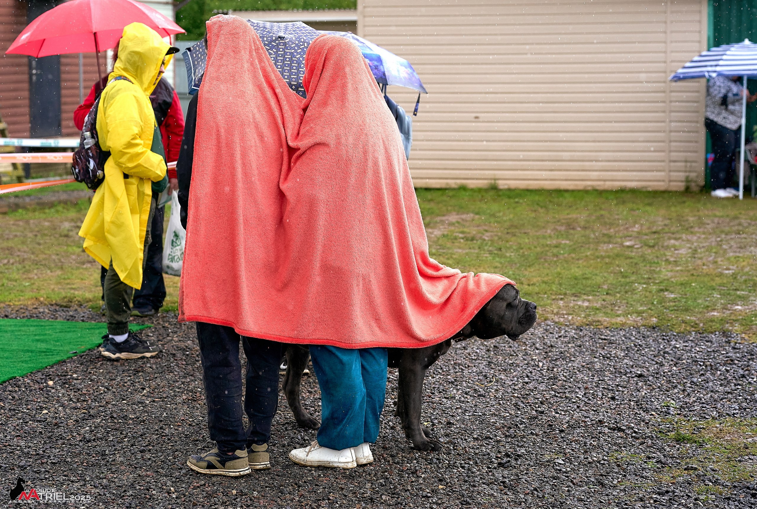 Репортаж с выставки собак