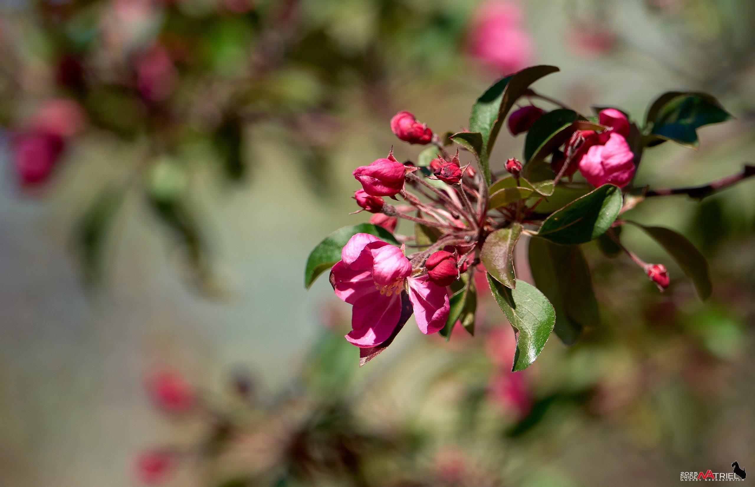 Птички и цветочки
