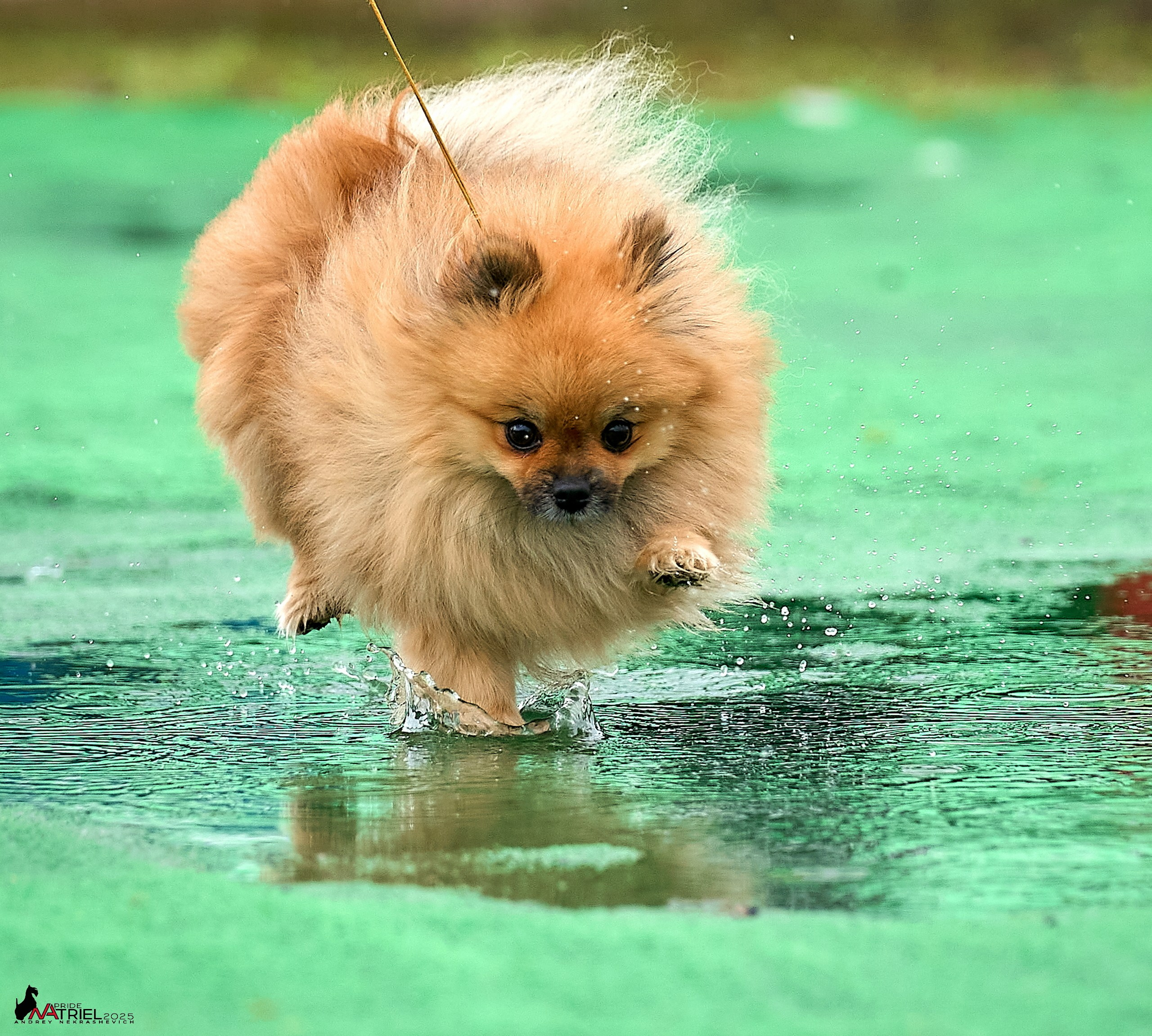 Репортаж с выставки собак
