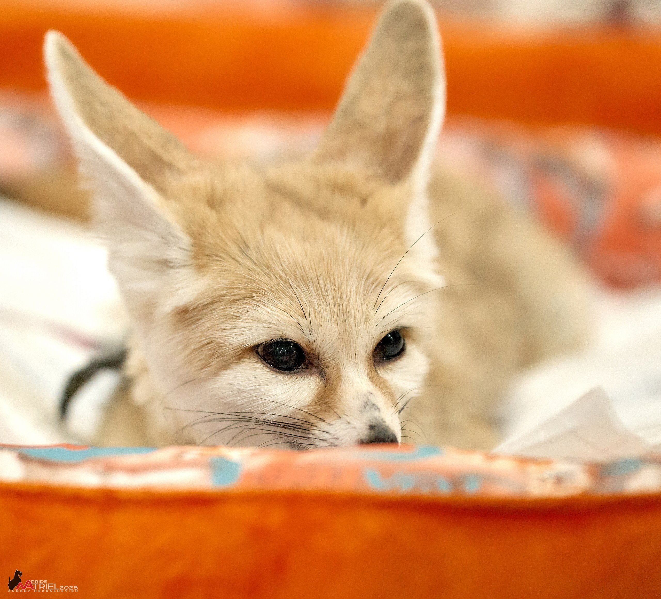 Репортаж с ЗООФЕСТ в Крокусе