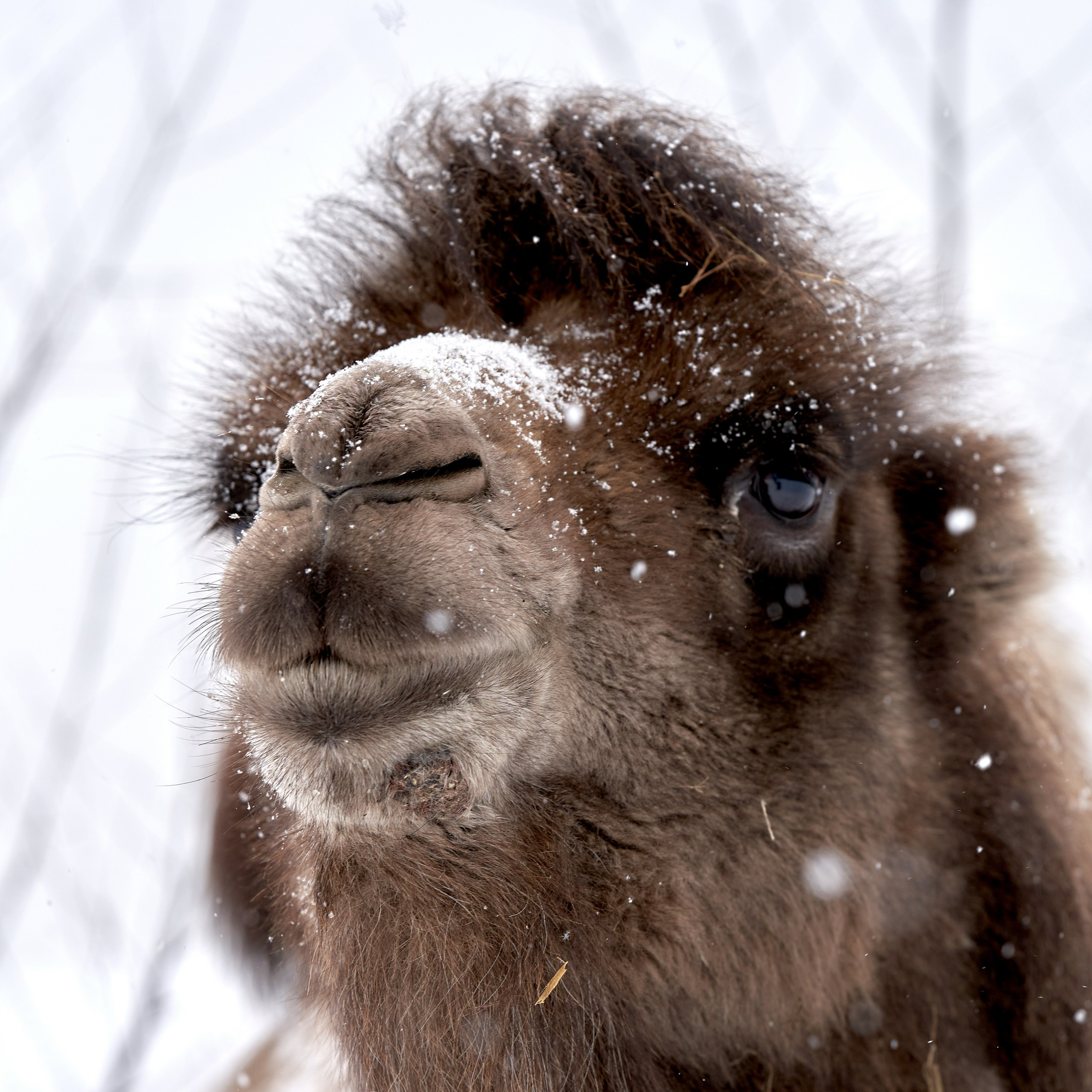 Животные — галерея NATRIEL